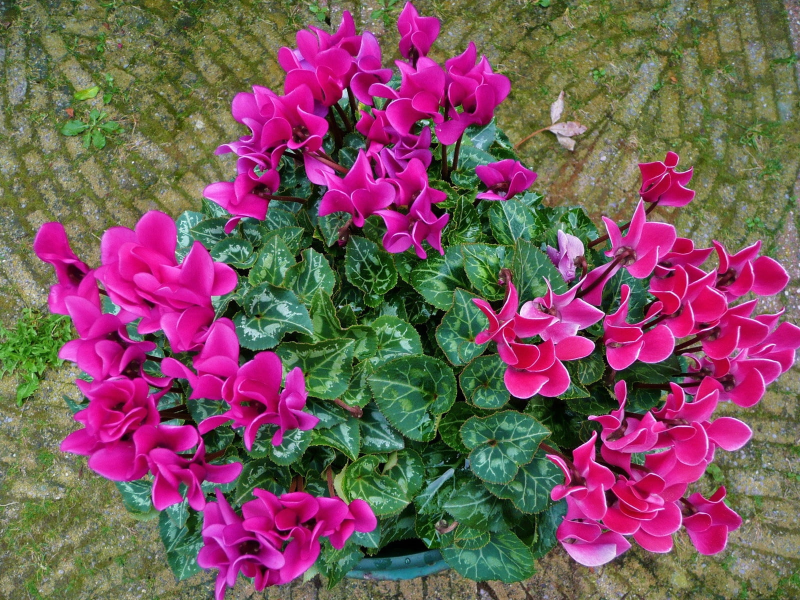 sidewalk, outdoors, nature, green color, pink, leaves, leaf, flowers, plant part, petal, growth, petaled, flower arrangement, inflorescence, fragility, HD Wallpaper