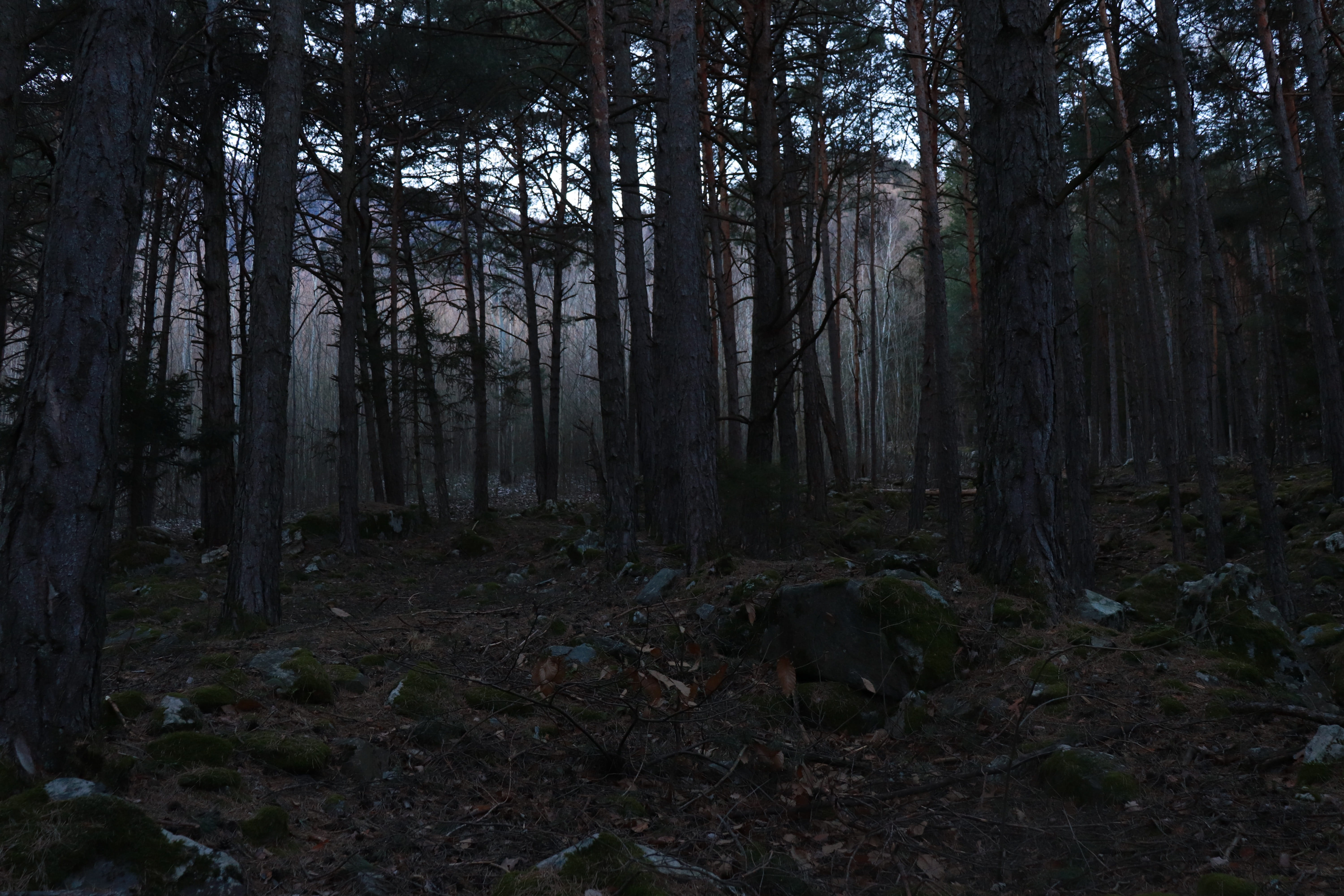 day, 5K, forest glade, south tyrol, growth, field, mysterious, dark, non-urban scene, darkness, outdoors, mystical, night, tranquility, pets, cold, beauty in nature, HD Wallpaper