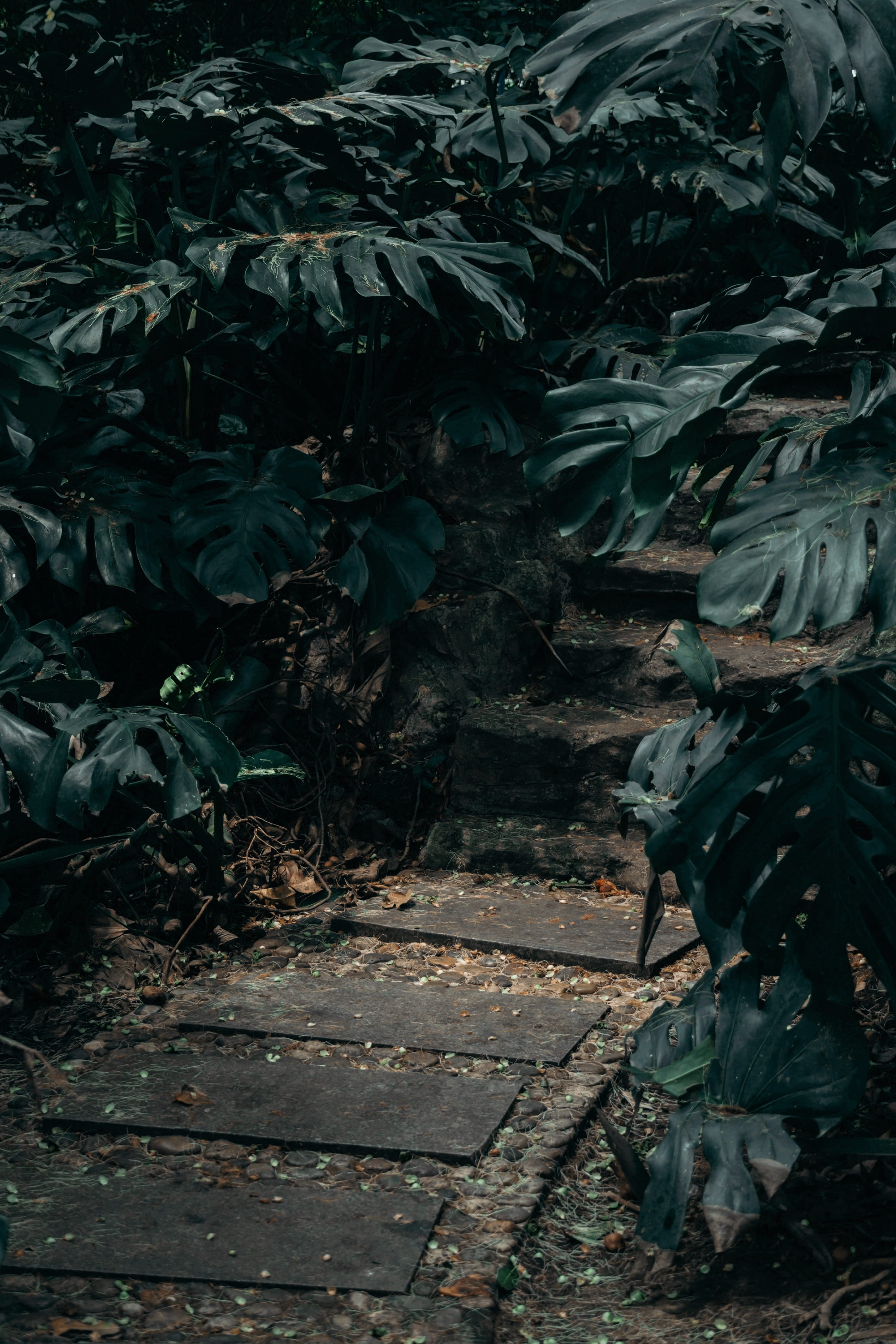 vegetation, nature, sidewalk, plant, clothing, architecture, high angle view, city, blossom, land, outdoors, people, wood, walkway, tree, steps and staircases, Phone HD Wallpaper