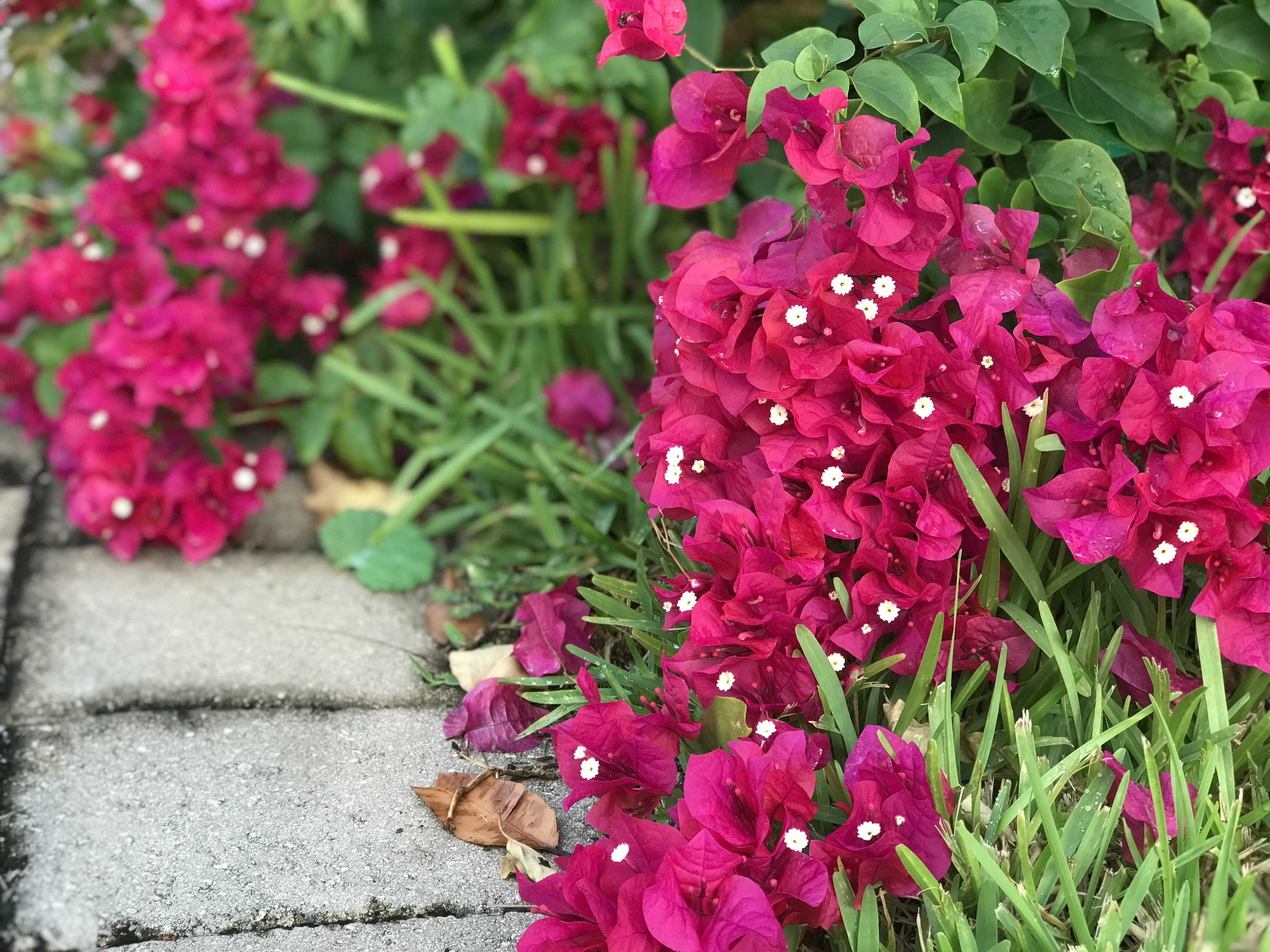 5711 ne 22nd way, growth, flower, pink flowers, fragility, bunch of flowers, pink color, red, vulnerability, plant part, flowering plant, nature, outdoors, HD Wallpaper