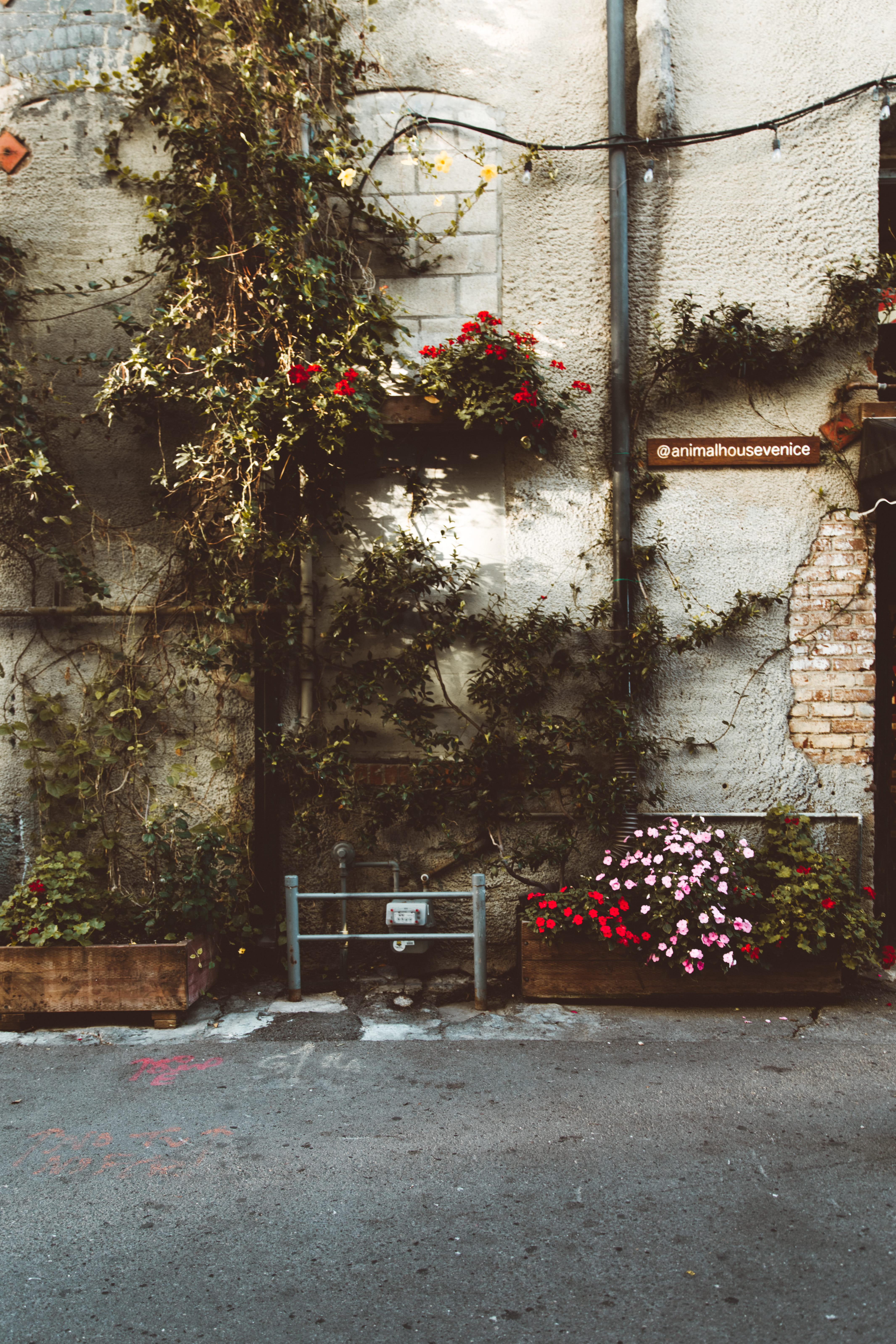 jar, blossom, red, outdoors, walkway, tree, los angeles, pavement, growth, decor, geranium, no people, building exterior, flowering plant, cobblestone, Phone HD Wallpaper