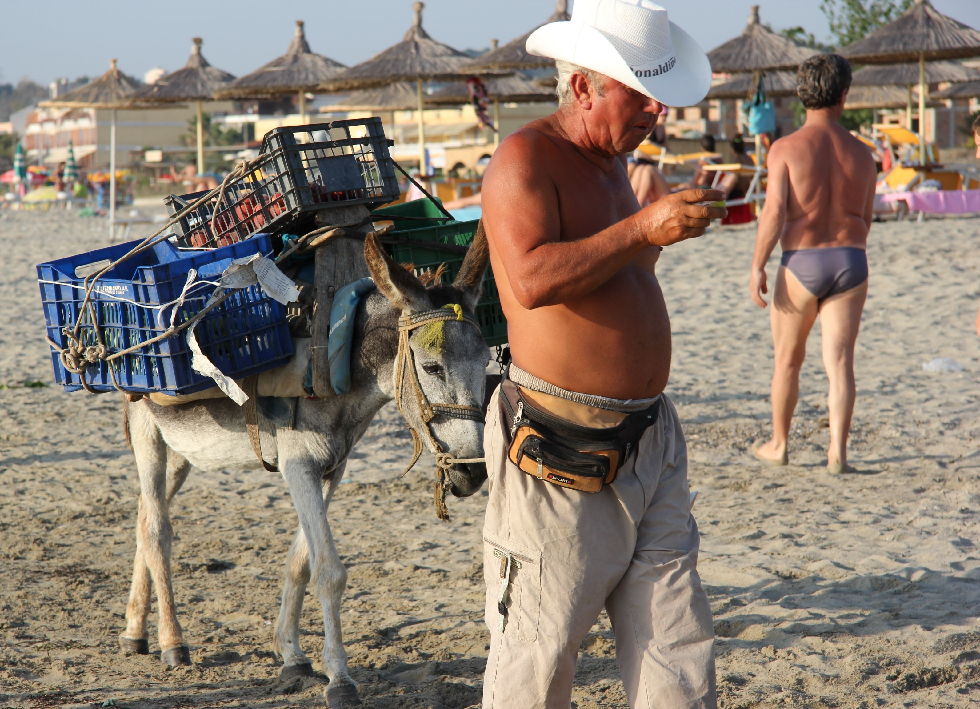 2K, one animal, domestic, seller, livestock, crate, standing, donkey, hat, people, vertebrate, incidental people, adult, beach, mammal, men, land, animal wildlife, HD Wallpaper