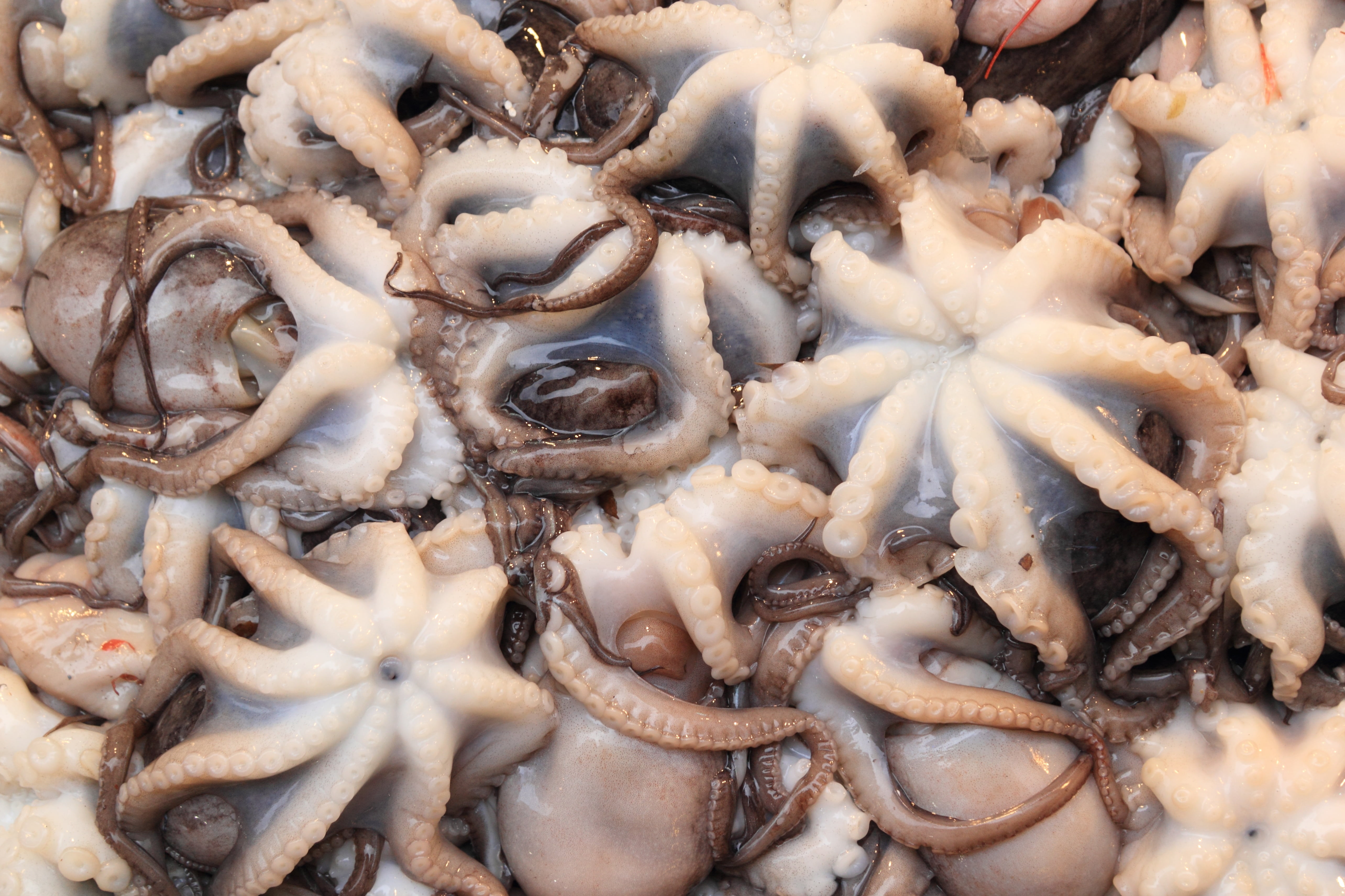 large group of objects, no people, for sale, fishing industry, raw food, abundance, backgrounds, food, outdoors, animal, close-up, wellbeing, chinese food, HD Wallpaper