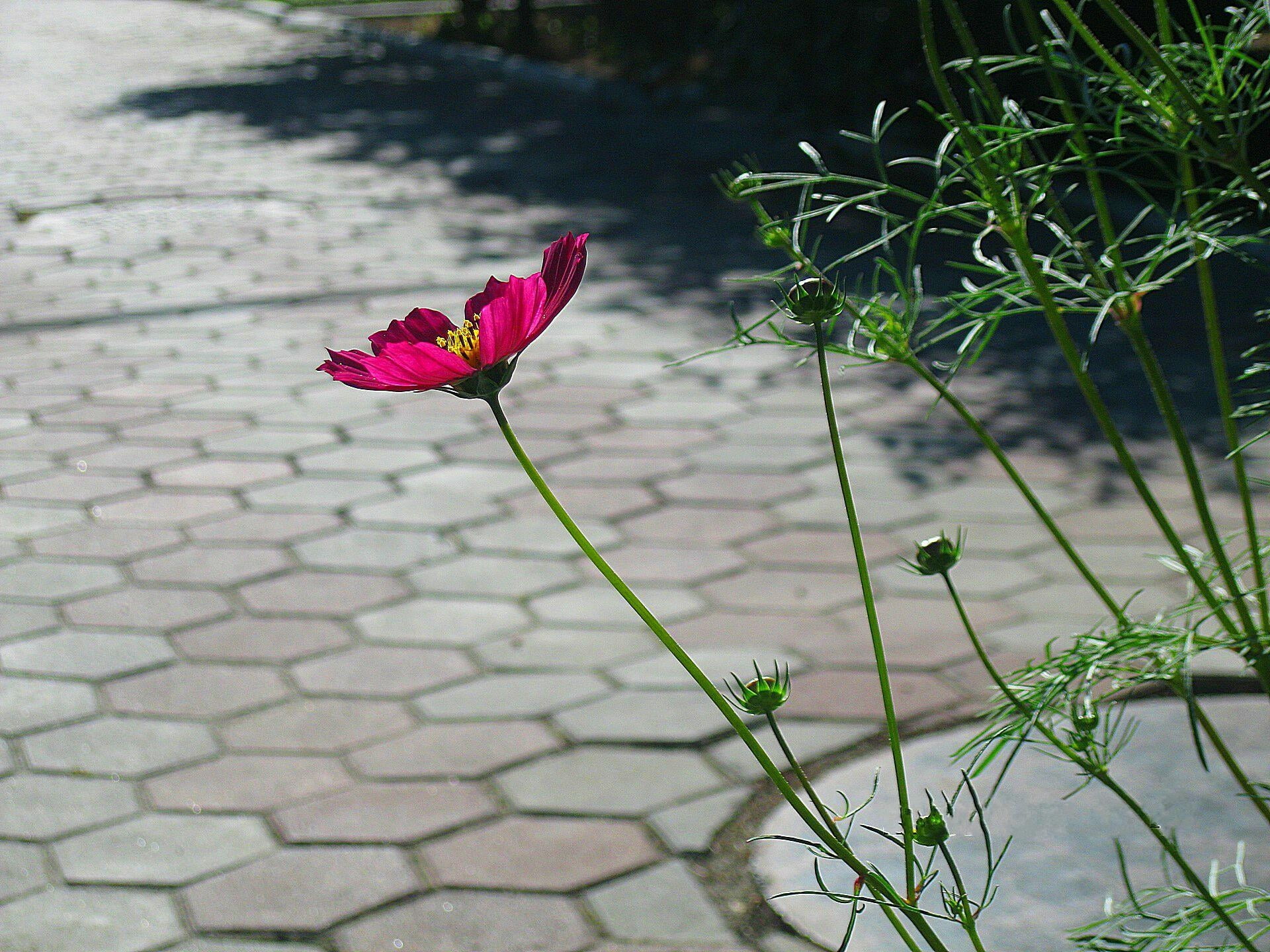 springtime, purple, inflorescence, 1080P, outdoors, flower, no people, nature, day, flowering plant, vulnerability, petal, cosmos, beauty in nature, pink, HD Wallpaper