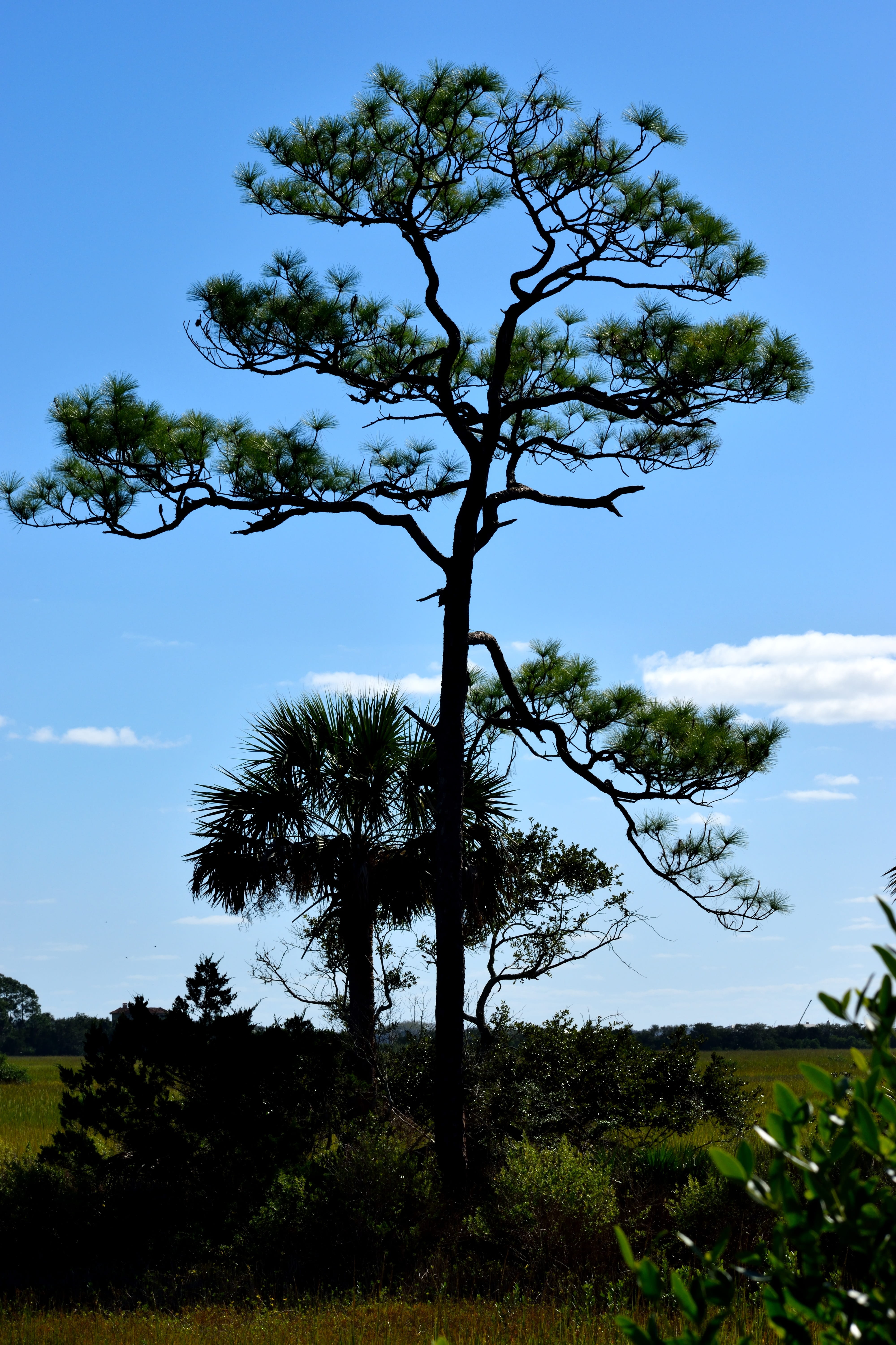 tree, tree trunk, marshland, no people, beauty in nature, cloud - sky, swamp, tranquility, lone tree, field, nature, st, outdoors, florida, green color, Phone HD Wallpaper