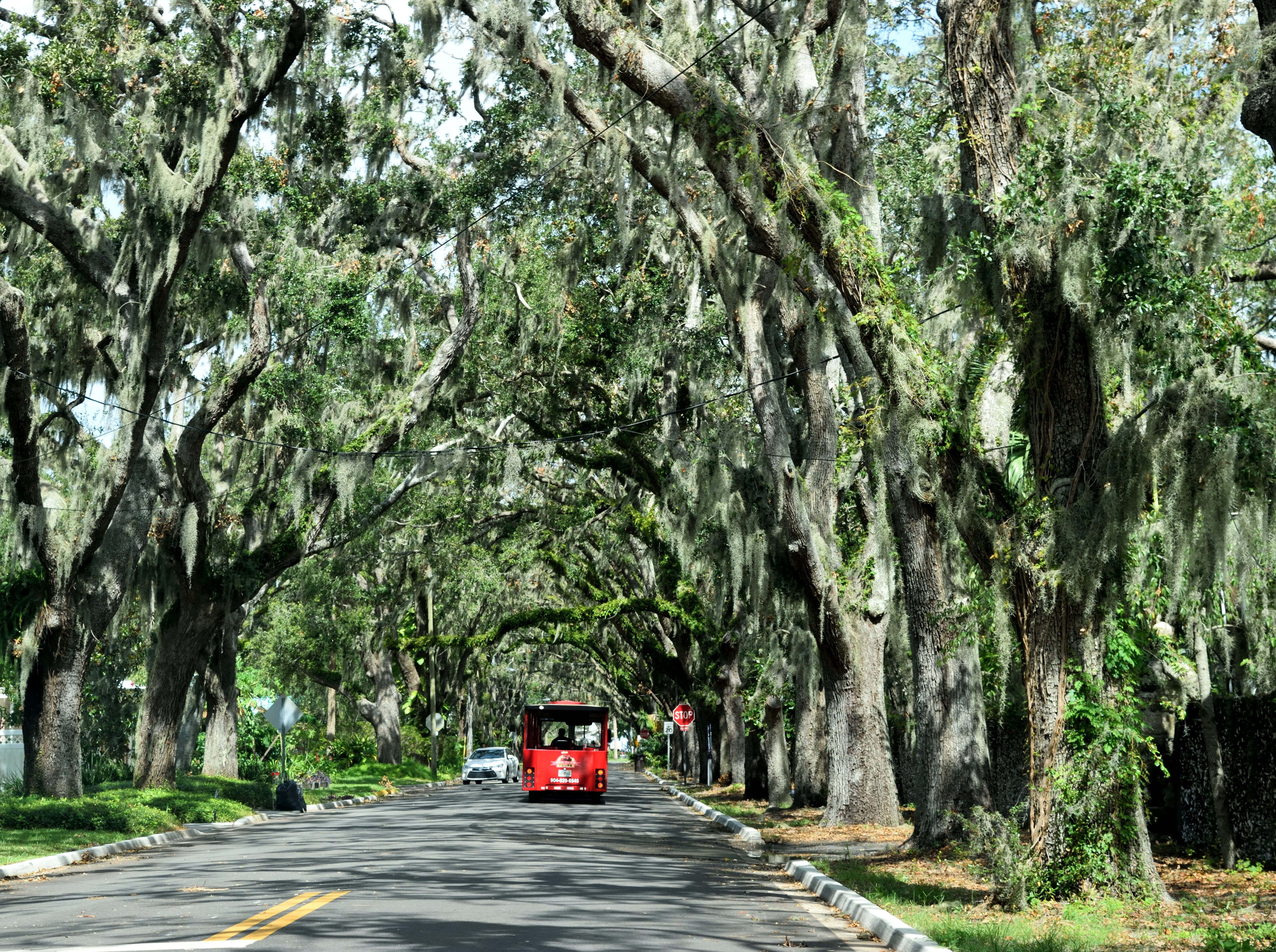motor vehicle, travel, magnolia, road, foliage, trees, magnolia street, direction, nature, spanish moss, land vehicle, treelined, outdoors, st augustine, HD Wallpaper
