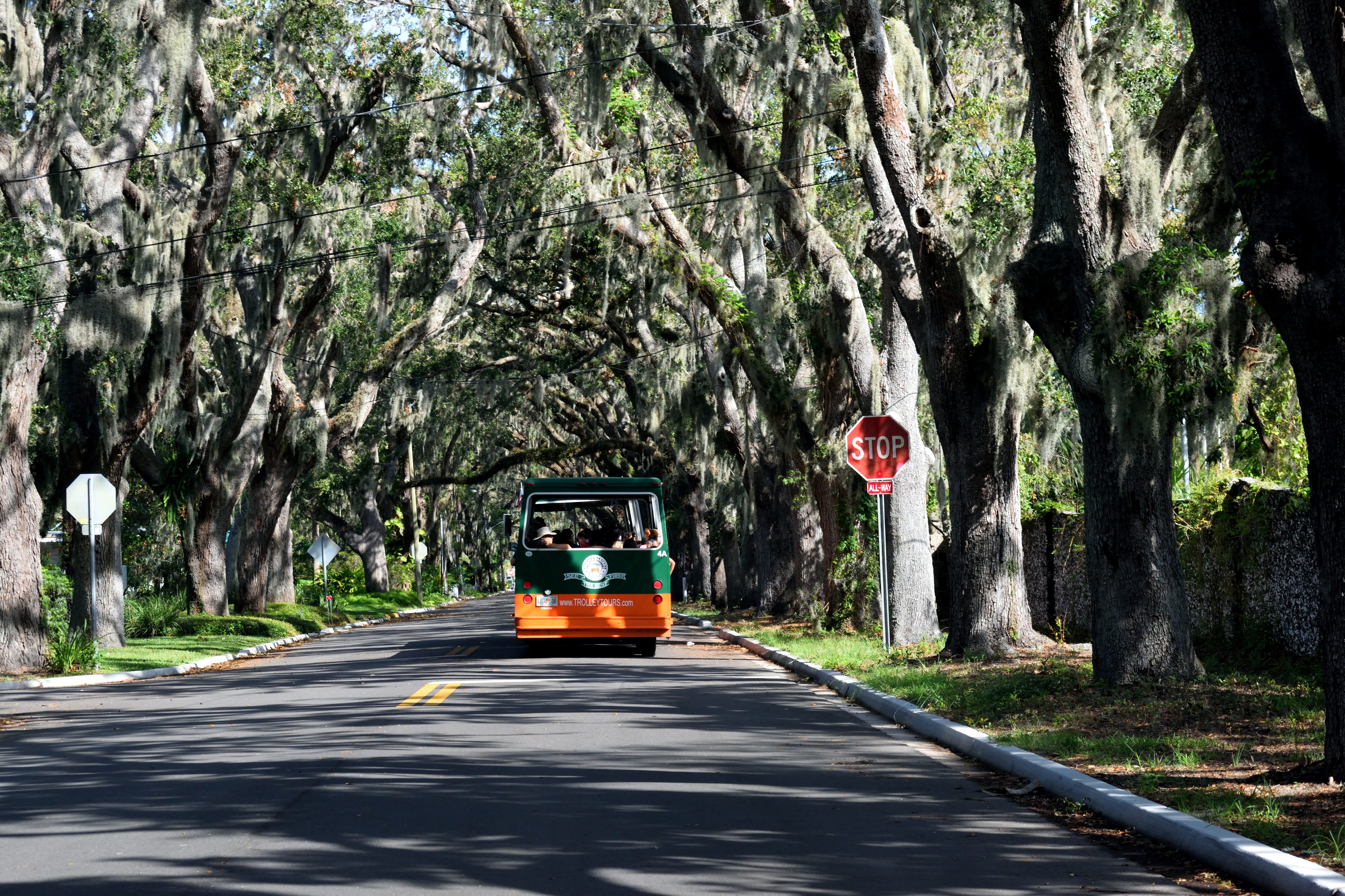 men, famous, day, the way forward, tourism, sunlight, magnolia ave, land, transportation, augustine, life oak tree, 5K, travel, america, usa, place, tree, HD Wallpaper
