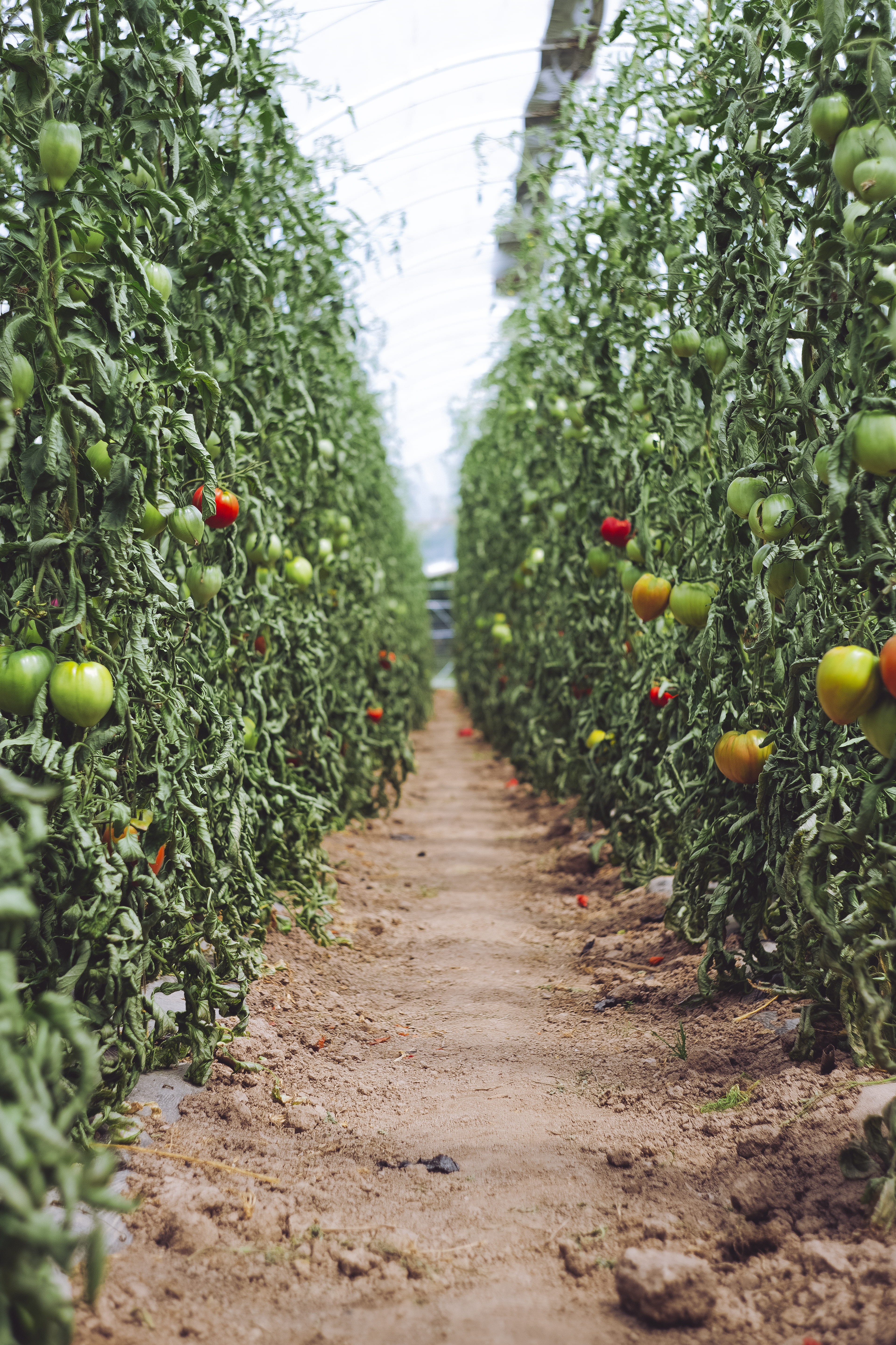 day, plant, tree, tomato, growth, orange, harvest, plants, vine, picking, land, the way forward, no people, wellbeing, germany, bird, toucan, green color, Phone HD Wallpaper