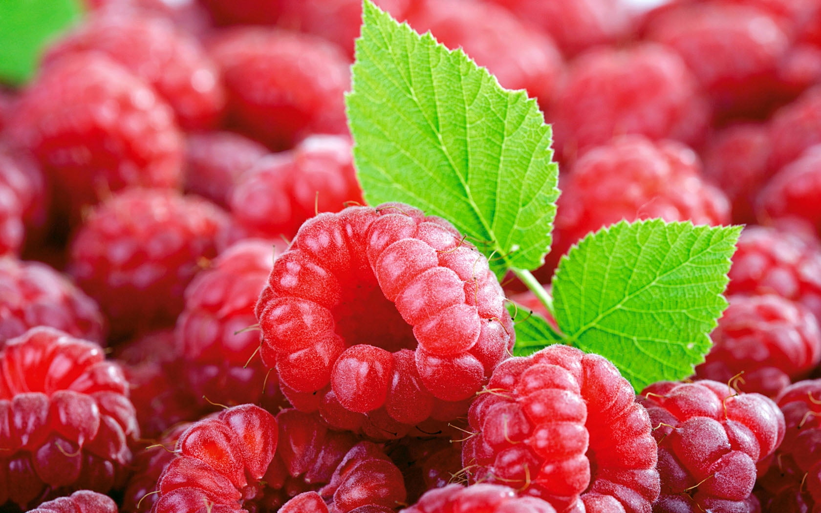 raspberry, plant part, berry fruit, freshness, backgrounds, healthy eating, plant, 720P, food and drink, close-up, ripe, burberries, cranberries, fruit, HD Wallpaper