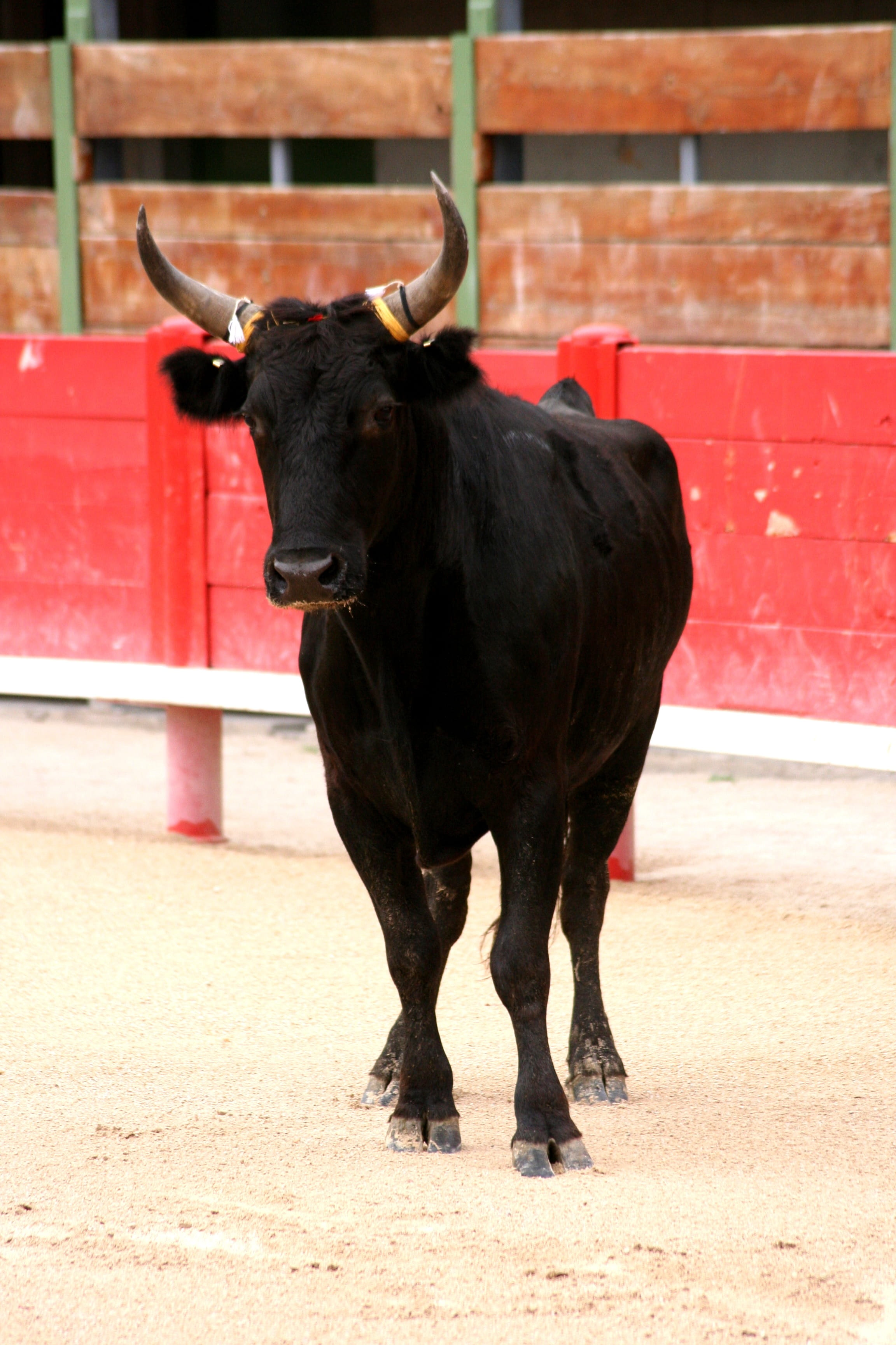 black color, vertebrate, lou pantai, one animal, pets, domestic cattle, cattle, bulls, animal wildlife, herbivorous, bull, livestock, race, domestic animals, Phone HD Wallpaper