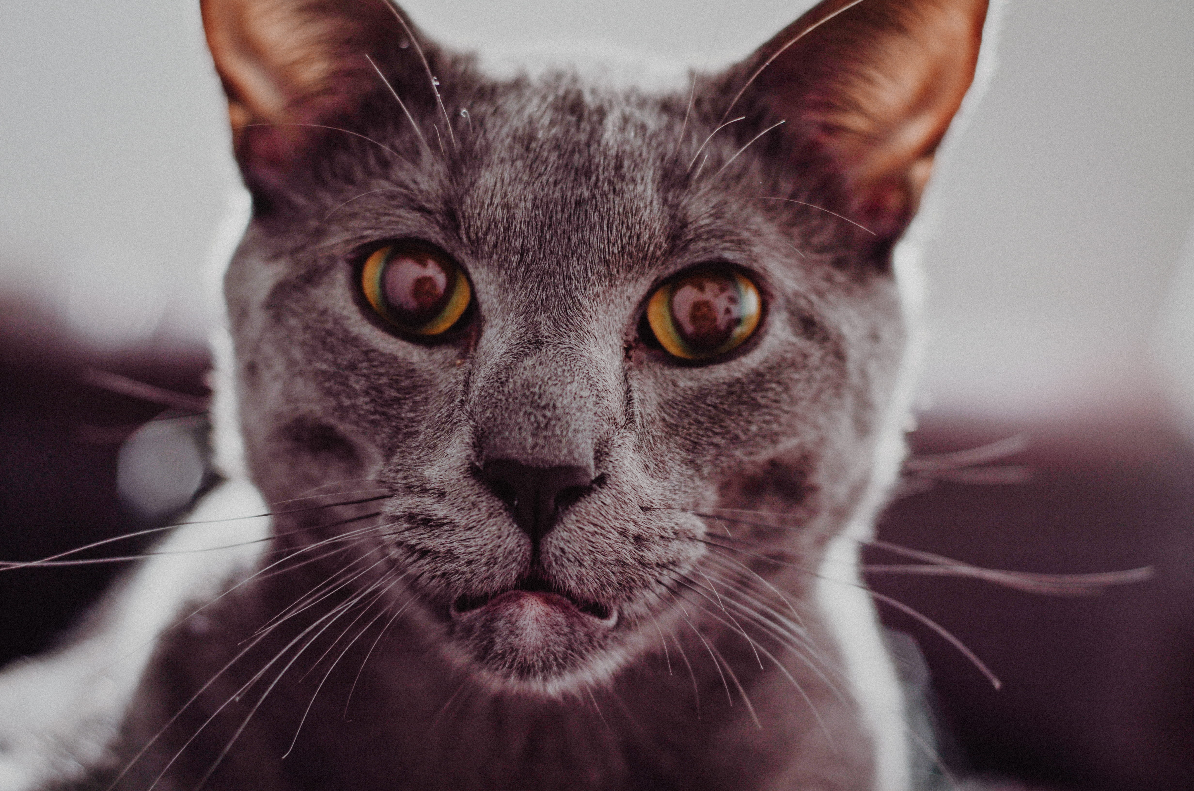 kitten, feline, young Animal, focus on foreground, animal mouth, looking, shot, animal, pets, portrait, photography, animal body part, russian, cat, close-up, HD Wallpaper