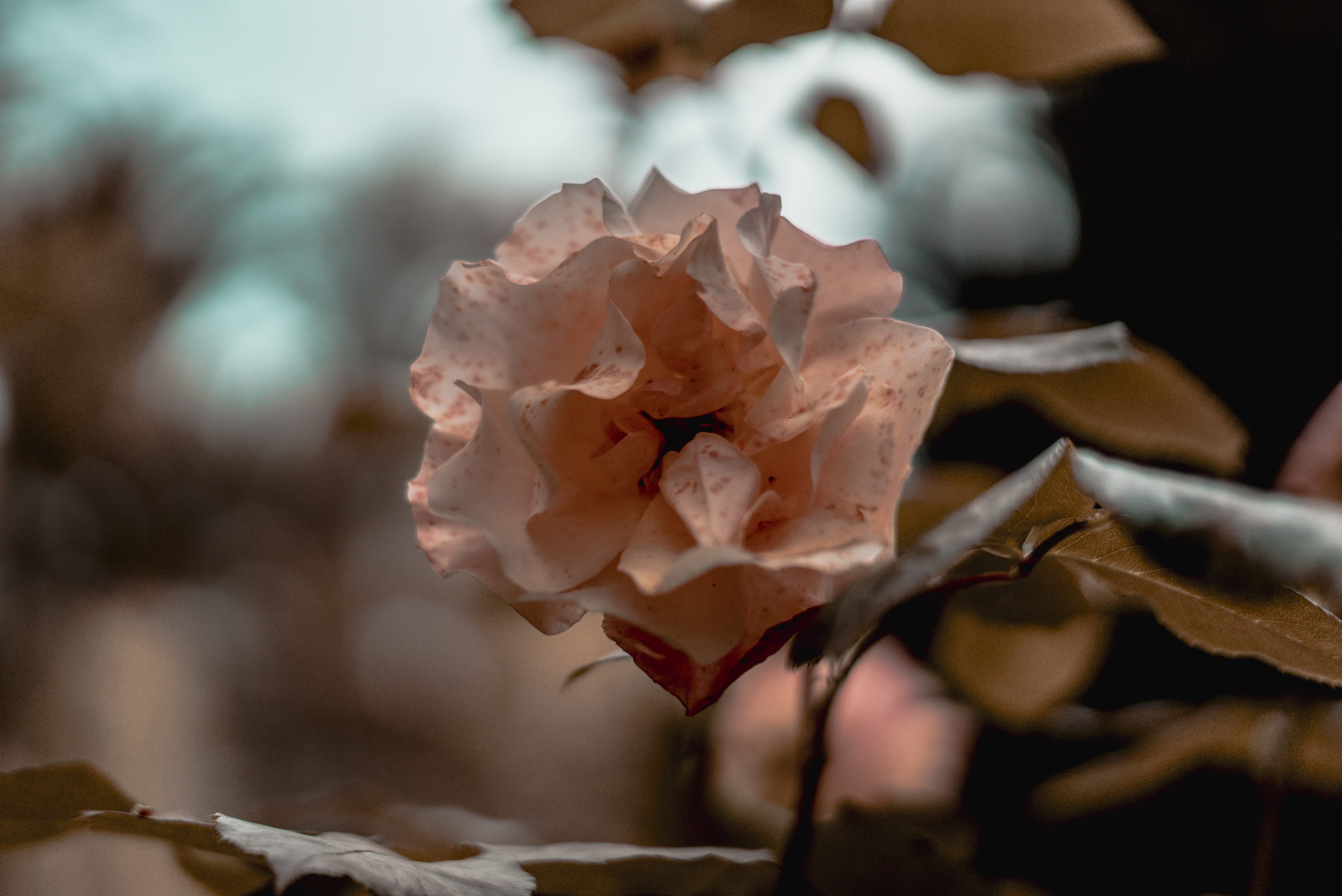 pink color, close-up, beauty in nature, flower head, blue, selective focus, nature, freshness, 4K, vulnerability, no people, sony alpha, orange, rose, HD Wallpaper