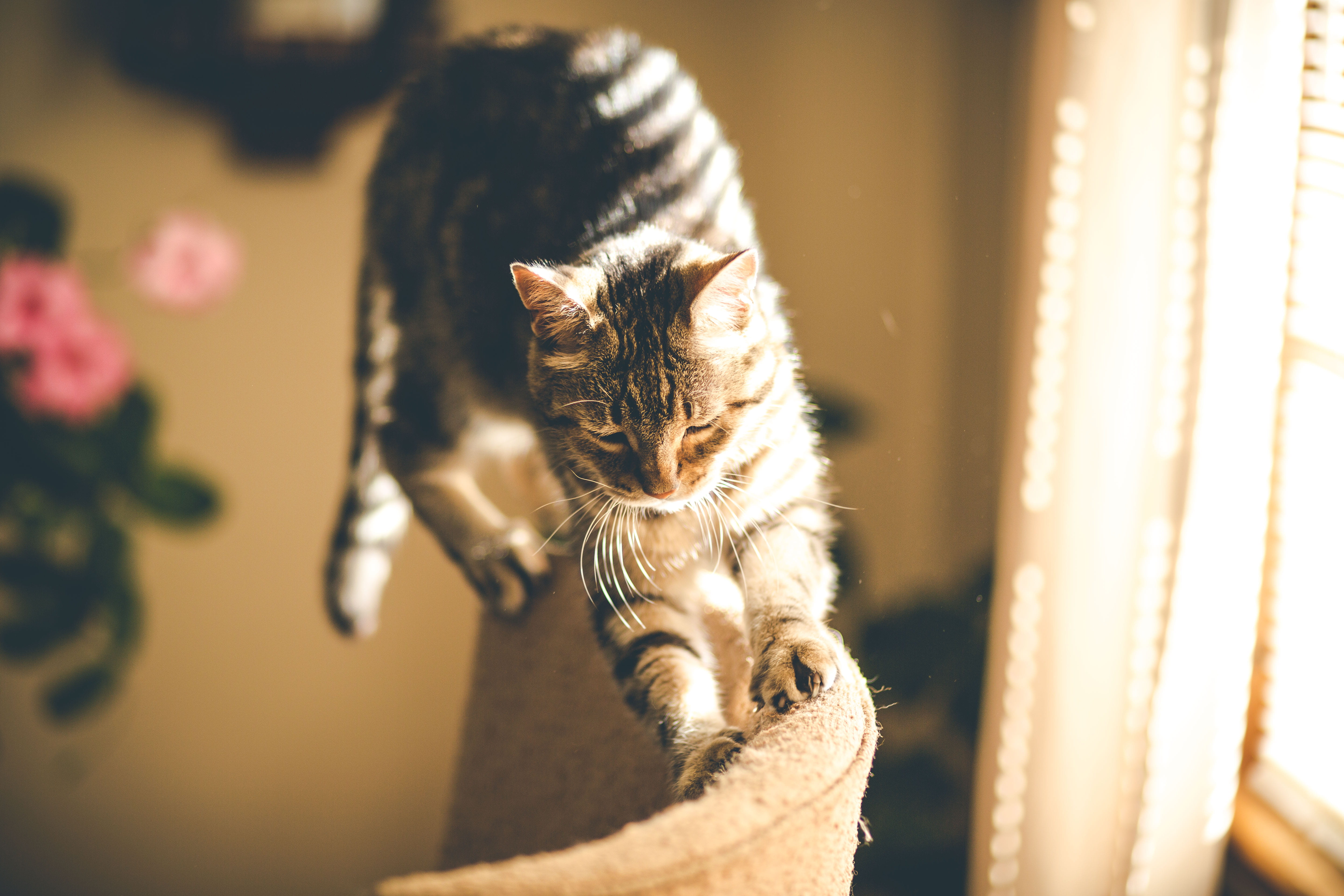 scratching, cat, beautiful cat, grey, warm, whisker, gray, sofa, focus on foreground, vertebrate, window, claws, 5K, mammal, people, playful, play, domestic animals, HD Wallpaper