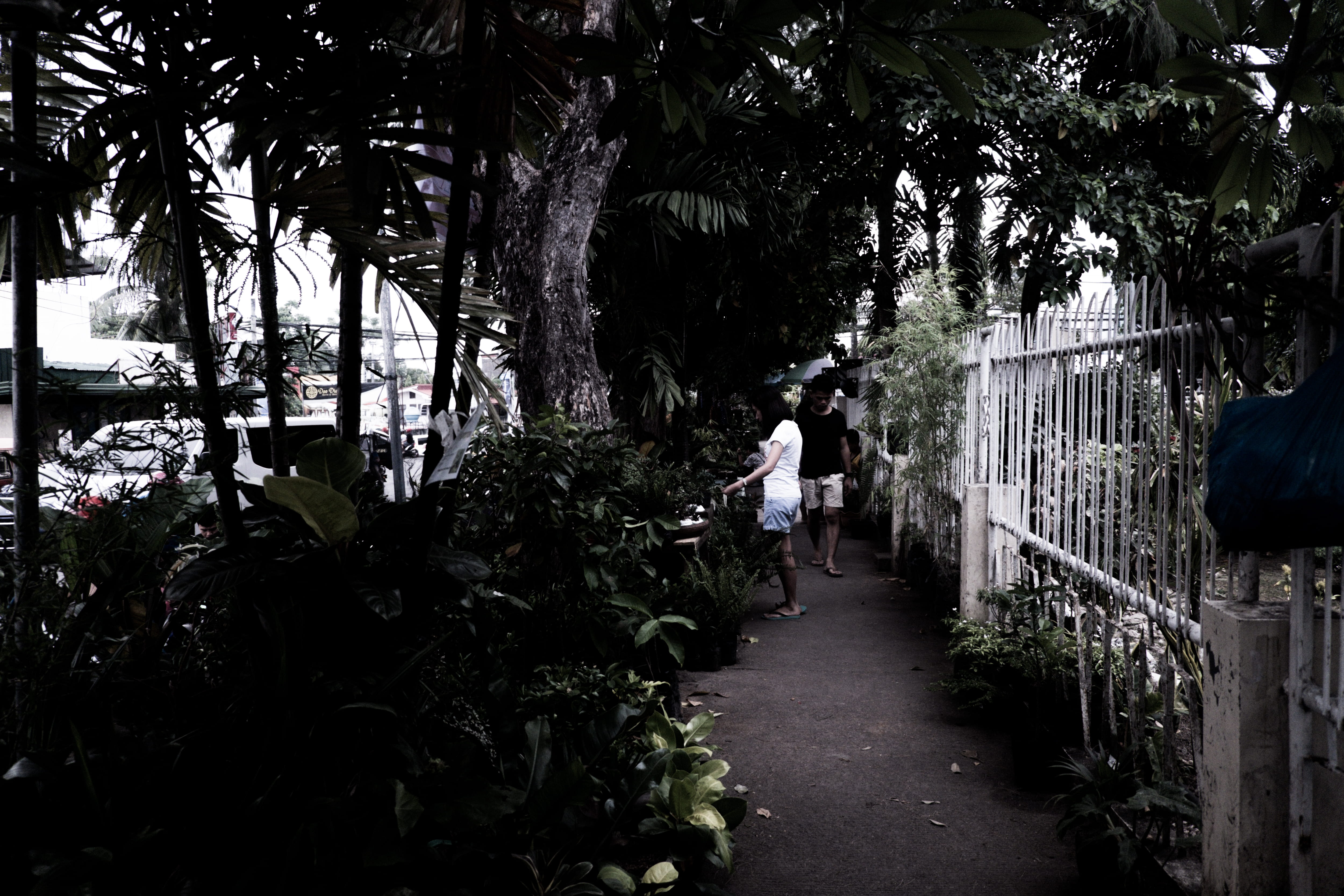 park, men, gray, the way forward, tree, adult, landscape, plant, walking, growth, white, direction, black, bohol, rear view, philippines, group of people, HD Wallpaper