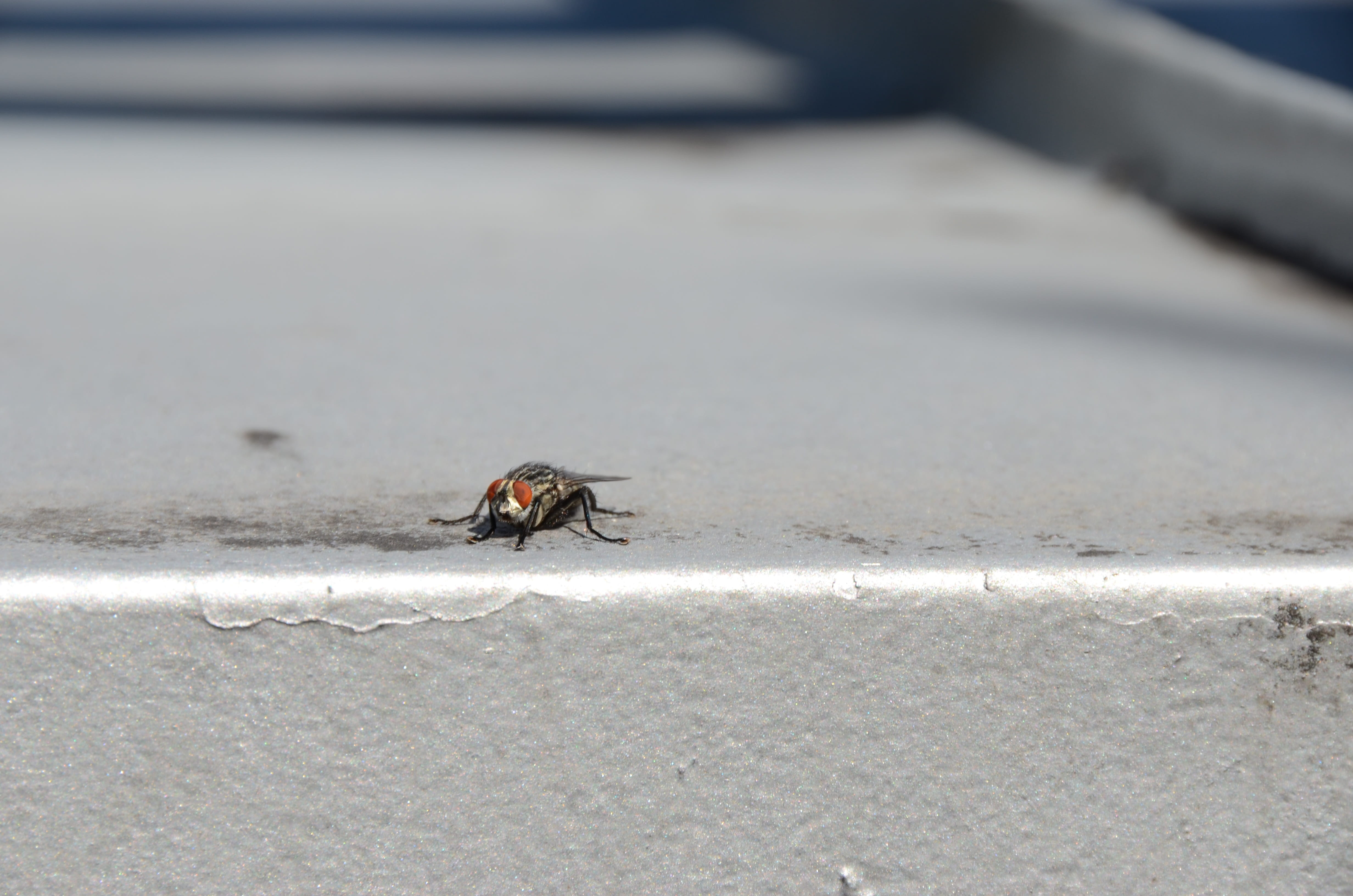 one animal, animals in the wild, selective focus, animal wildlife, fly, concrete, no people, animal wing, invertebrate, crawling, focus on foreground, outdoors, HD Wallpaper