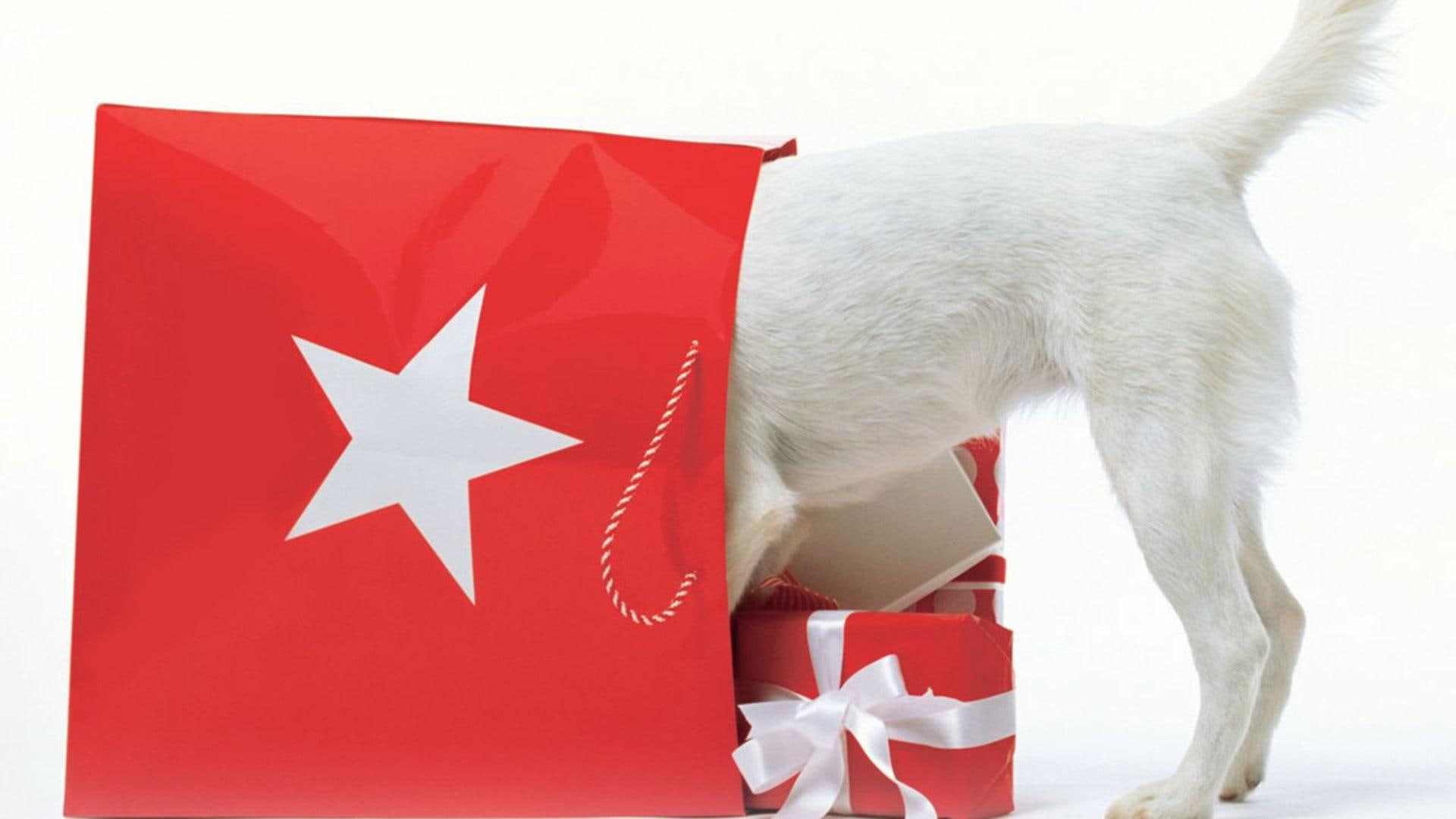 pets, shopping, animals, doggy, bag, funny dogs, cute animals, star, white, shopper, red, white dogs, 1080P, nature, puppies, HD Wallpaper