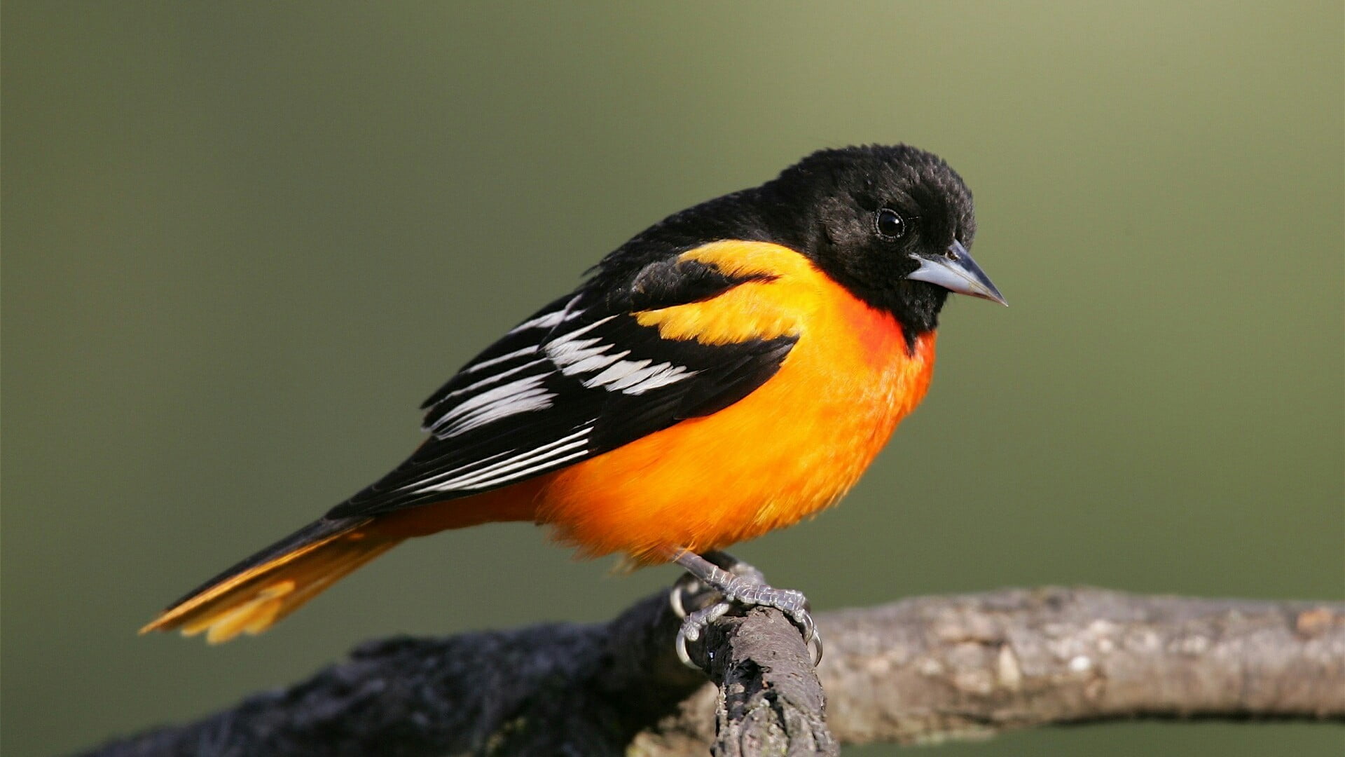 focus on foreground, animal, migratory bird, twig, animal themes, bird, day, icterus galbula, one animal, animals in the wild, black color, outdoors, beauty in nature, HD Wallpaper