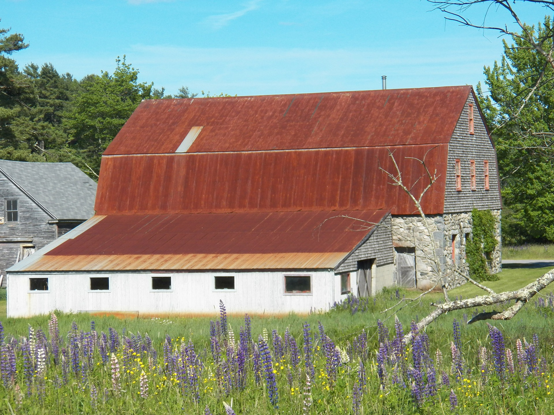 flowering plant, roof tile, architecture, tree, maine, 1080P, lupines, sky, building exterior, bar harbor, barns, day, plant, nature, agriculture, farm yard, HD Wallpaper