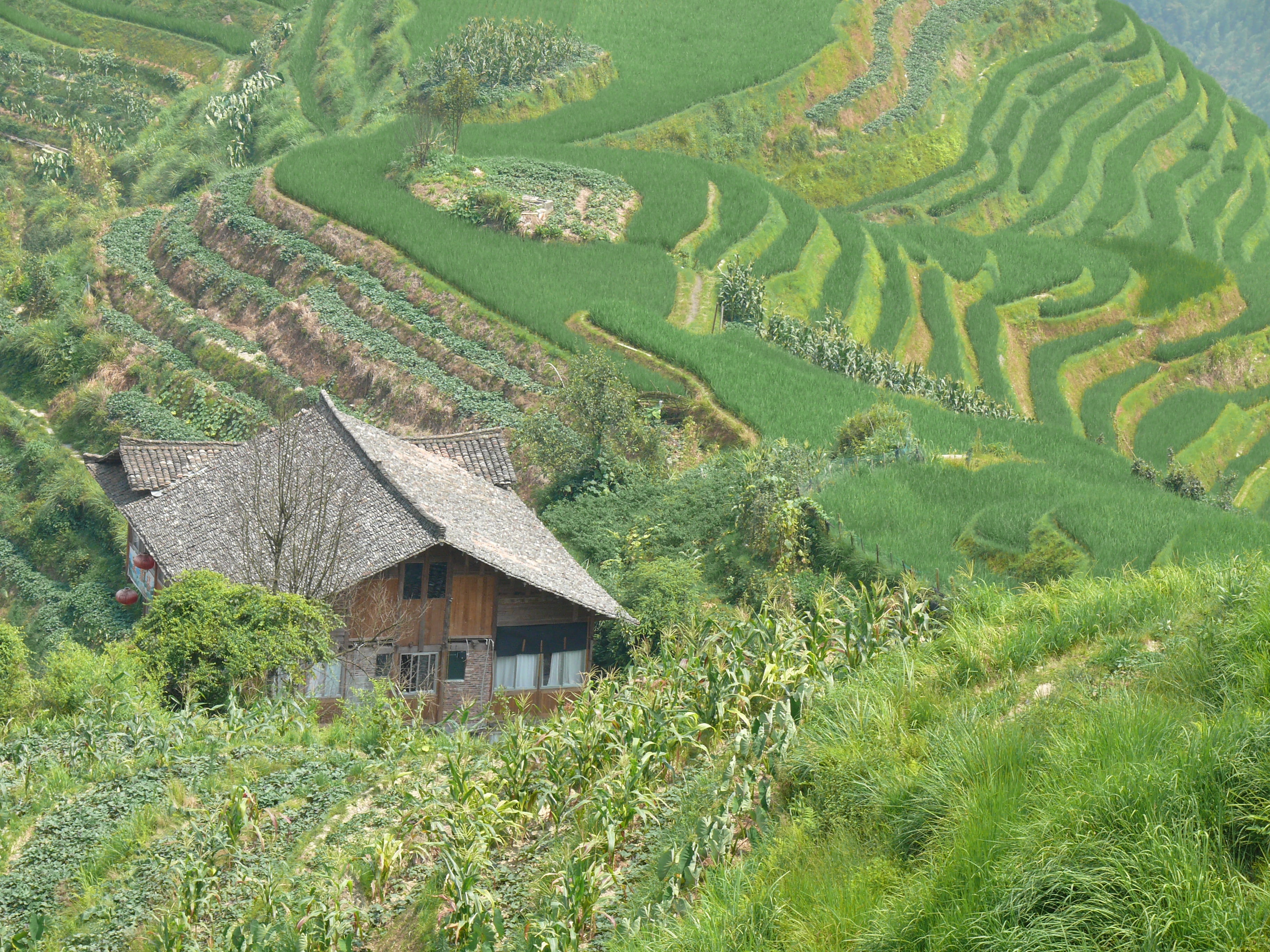 asia, rural Scene, rice Paddy, Wall Bars, land, longji, village, non-Urban Scene, China, growth, terraced Field, agriculture, plant, crop, tree, Tea, mountain, HD Wallpaper