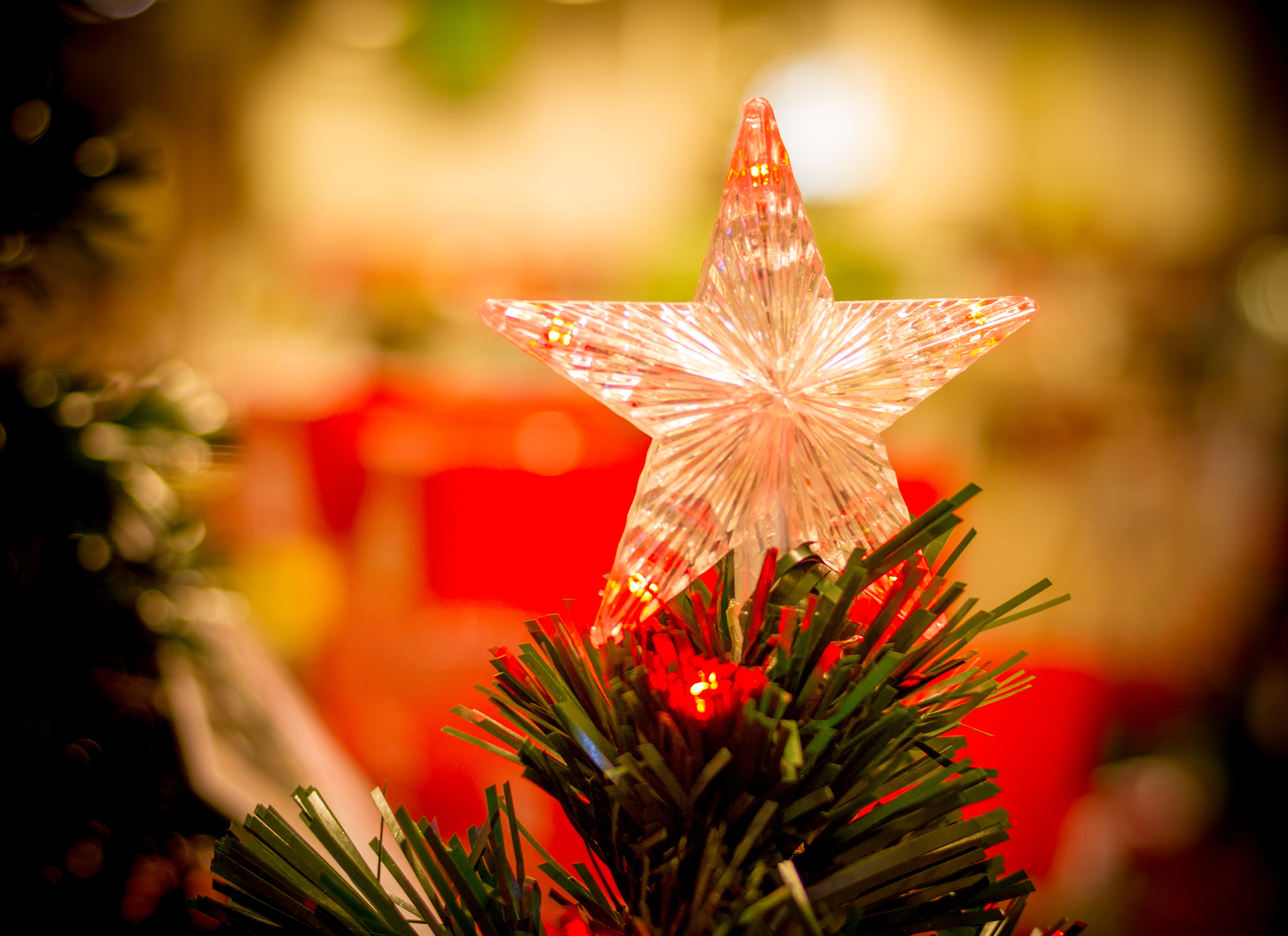 close-up, selective focus, no people, 4K, plant, decoration, flower head, event, nature, focus on foreground, xmas, christmas, red, flower, tree, london, HD Wallpaper