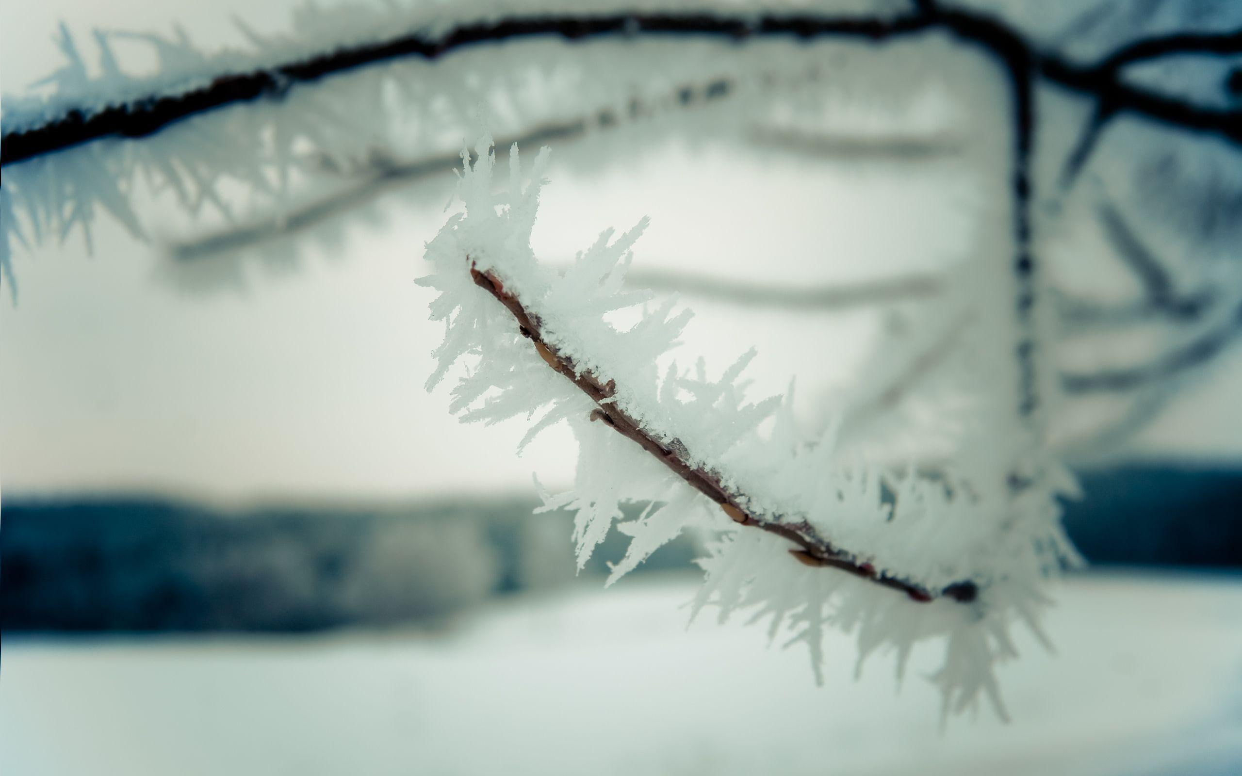 photography, stem, tree, ice, particle, snow, brown, branch, 2560x1600, 2K, iced, winter, HD Wallpaper