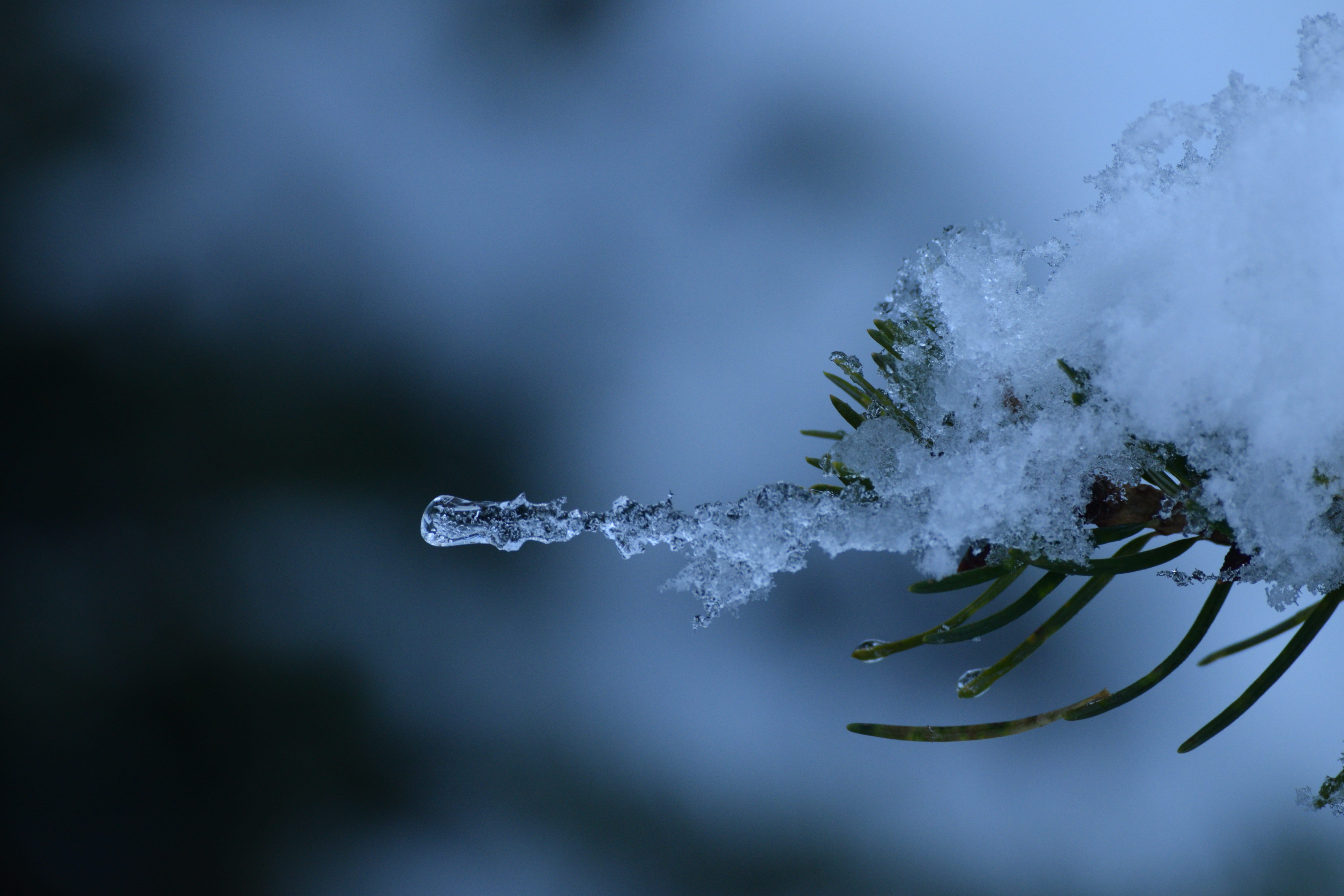 coniferous tree, growth, conifer, green, nature, abies, animal, glacier, mountain, needle, ice, 5K, jay, no people, icicle, frost, tree, twig, bird, selective, HD Wallpaper