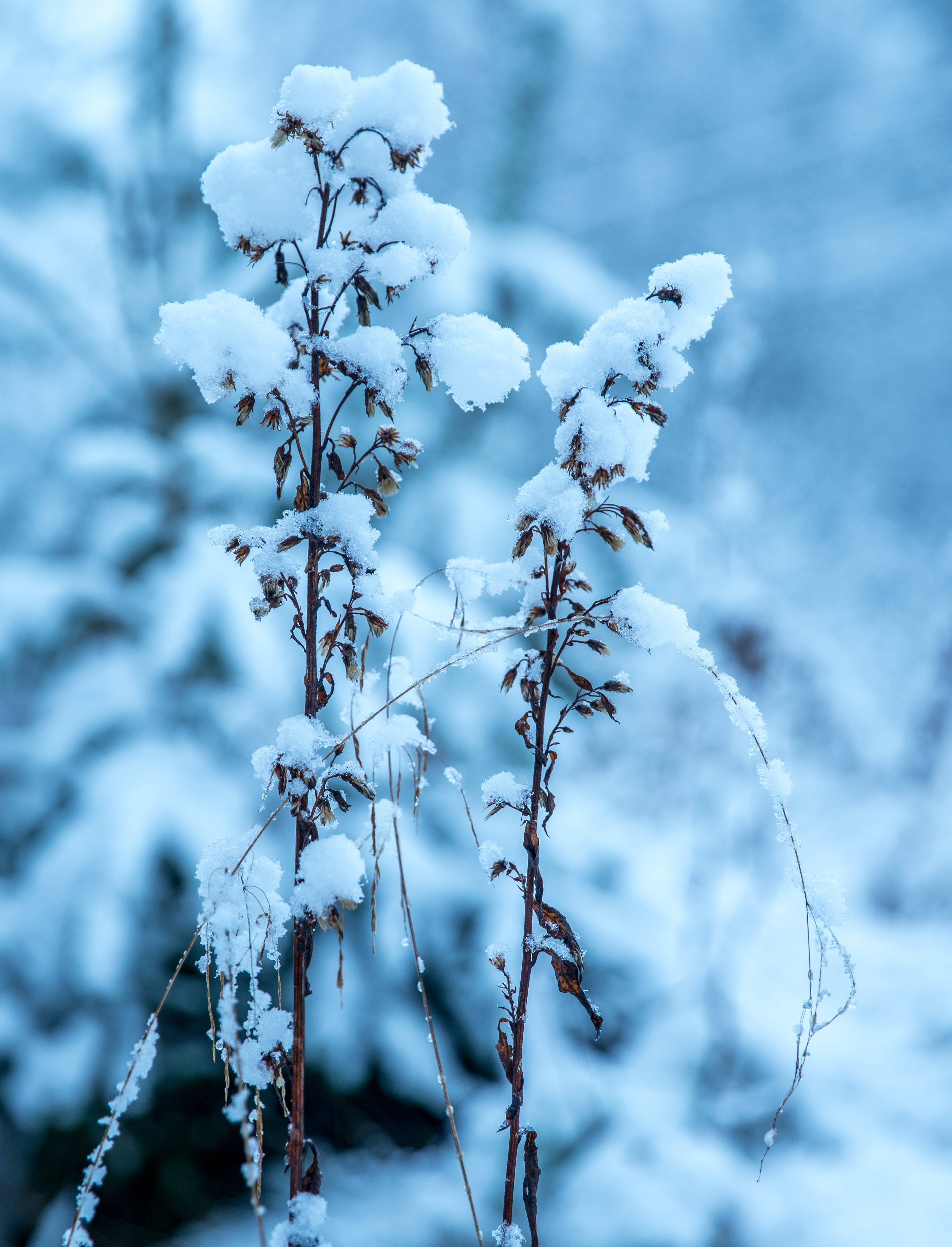 plant stem, extreme weather, focus on foreground, flower, snowy, 4K, frozen, plant, winter, particle, outdoors, cold, daytime, cold temperature, fragility, Phone HD Wallpaper