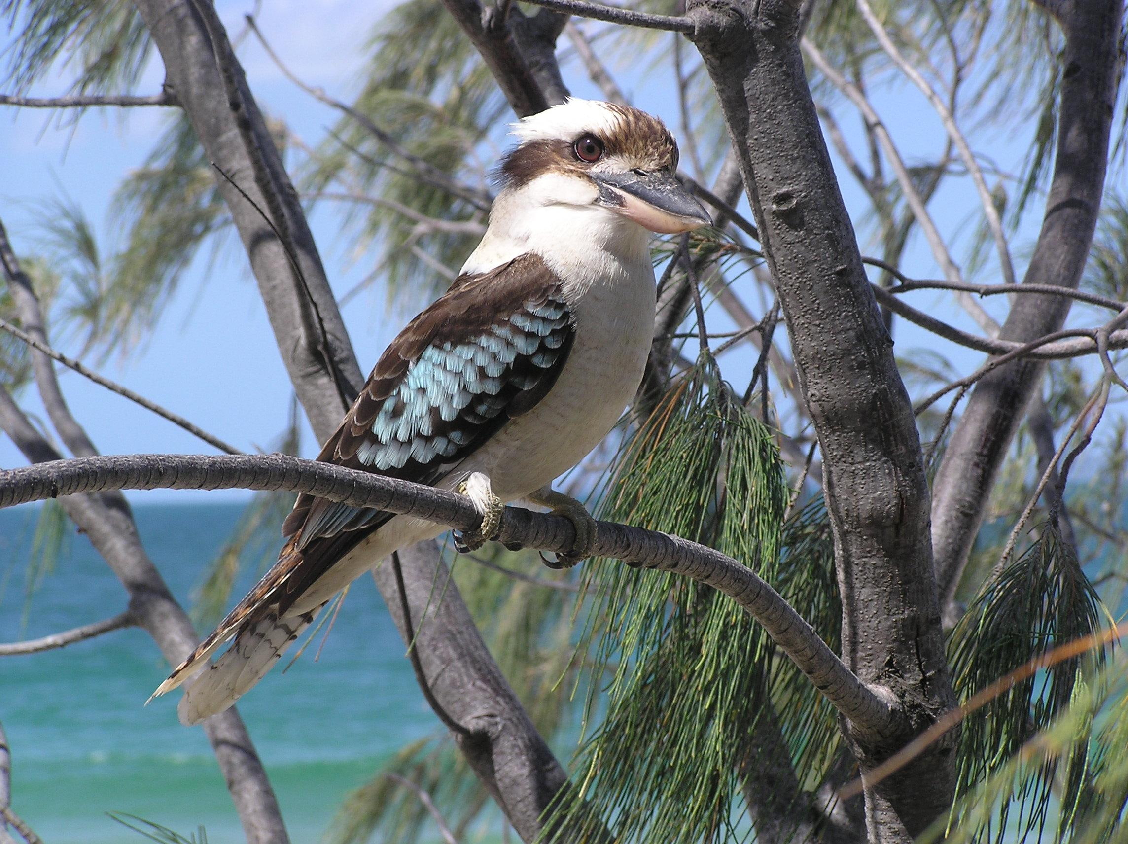 kookaburra, 1080P, bribie, australia, bird, tree, island, animals, isl, HD Wallpaper