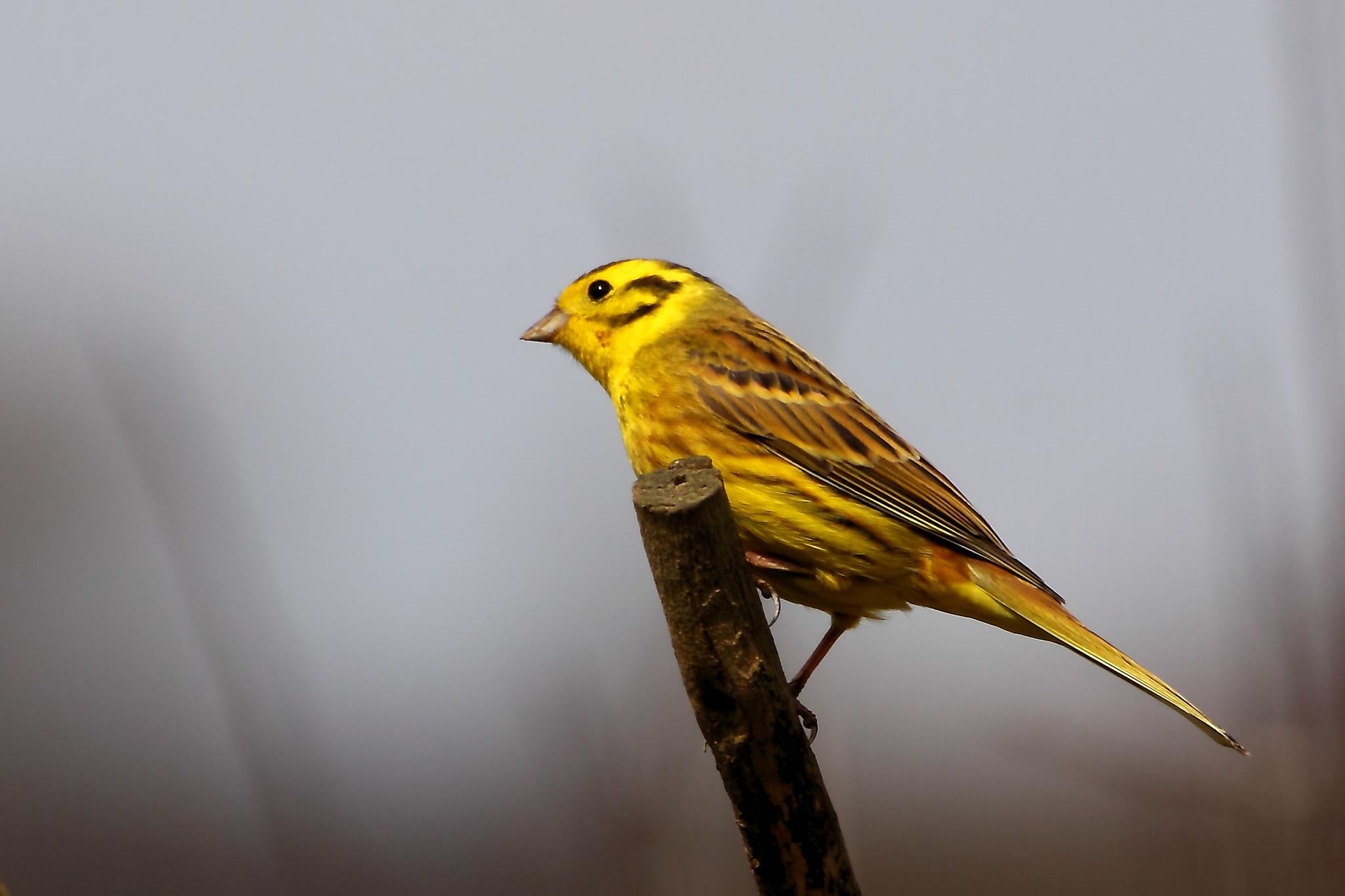 rod, short, rutland, animal, 1080P, perch, nature, Rutland Water, beak, wildlife, Yellowhammer, water, yellow, yellow bird, bird, HD Wallpaper
