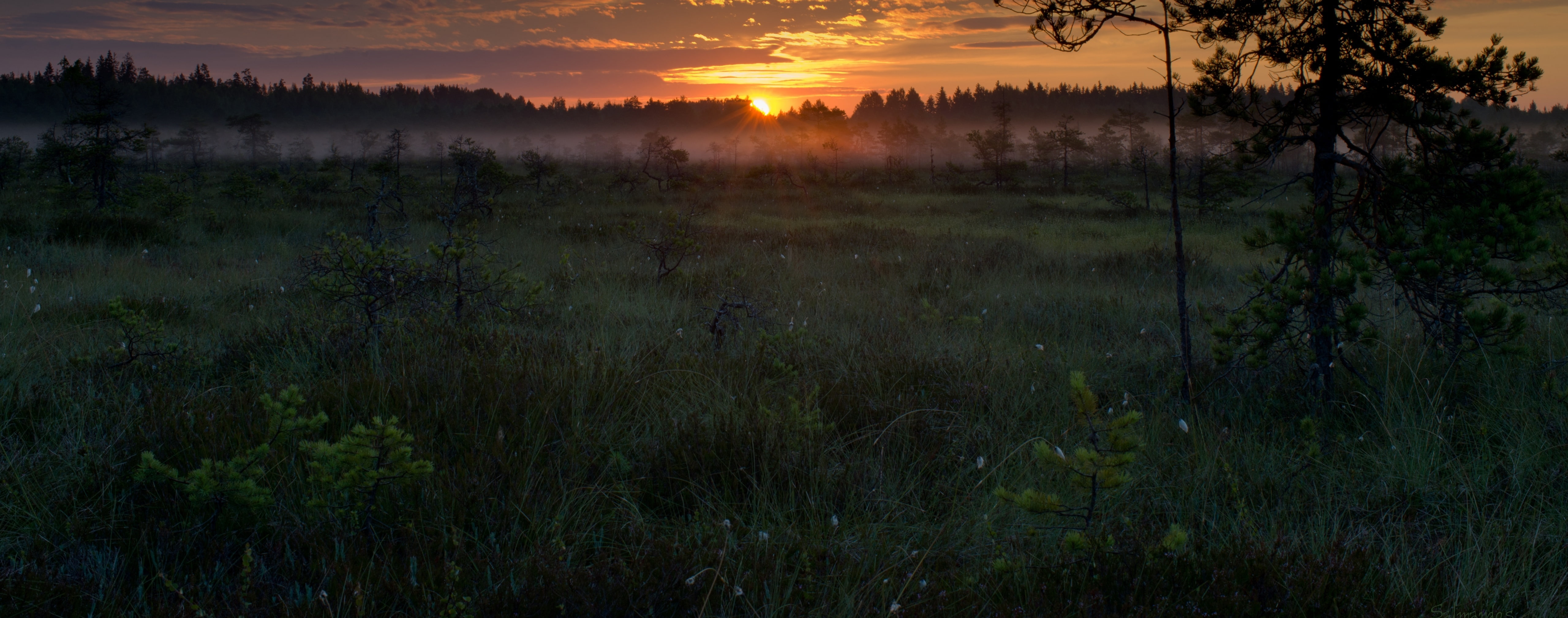 tree, land, 5K, grass, tranquility, Clouds, Sunrise, National, Summer, hirvijarvi, Mist, Park, no people, Nature, cloud - sky, Finland, field, Night, Swamp, HD Wallpaper