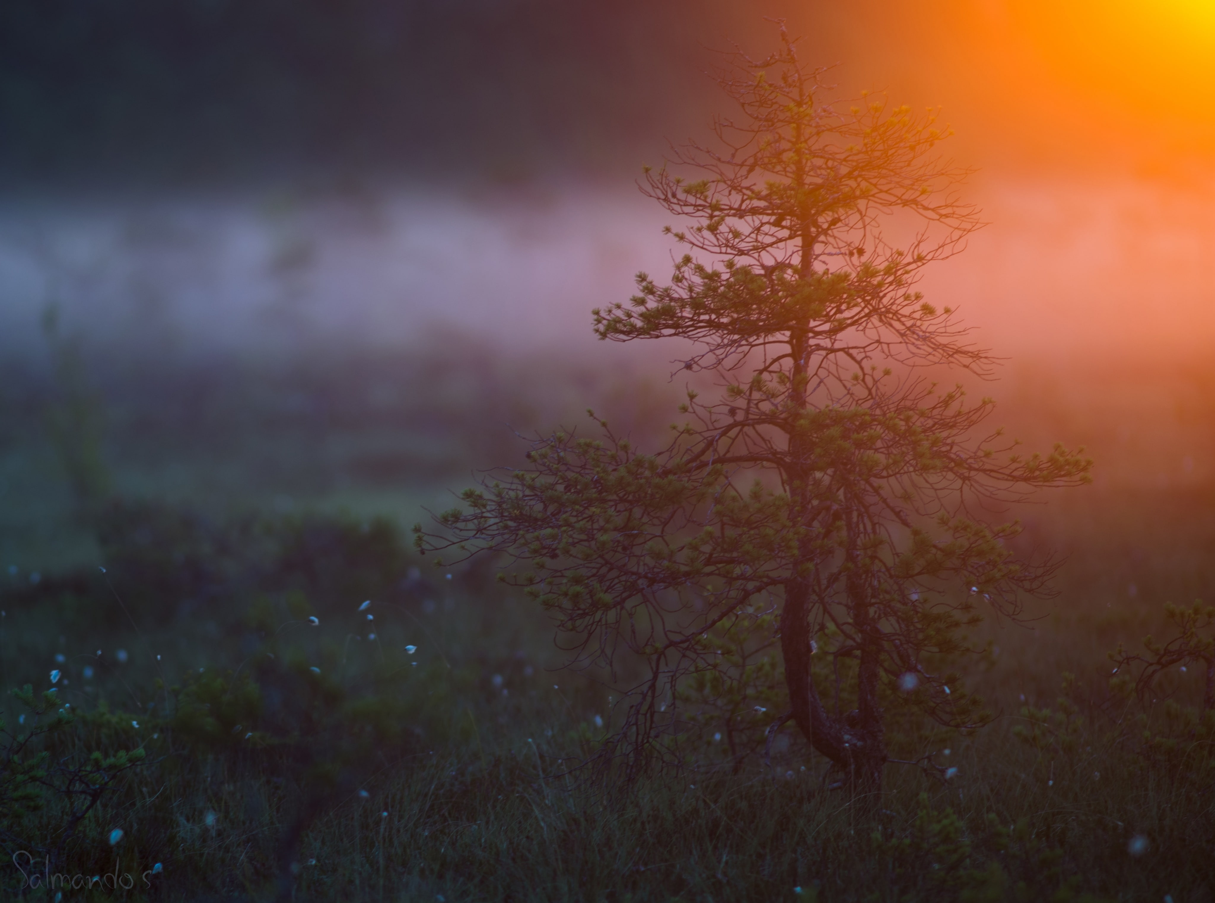 Swamp, 4K, tre, non-urban scene, plant, tranquil scene, light, valkmusa, hd, tree, sky, Finland, Nature, environment, green, forest, pine, Sunrise, HD Wallpaper
