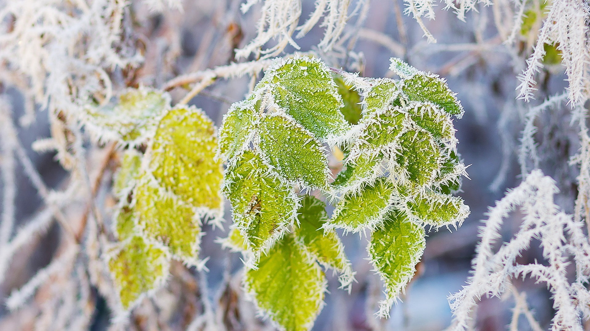 nature, 1080P, winter, trees, frost, leaves, branch, closeup, HD Wallpaper