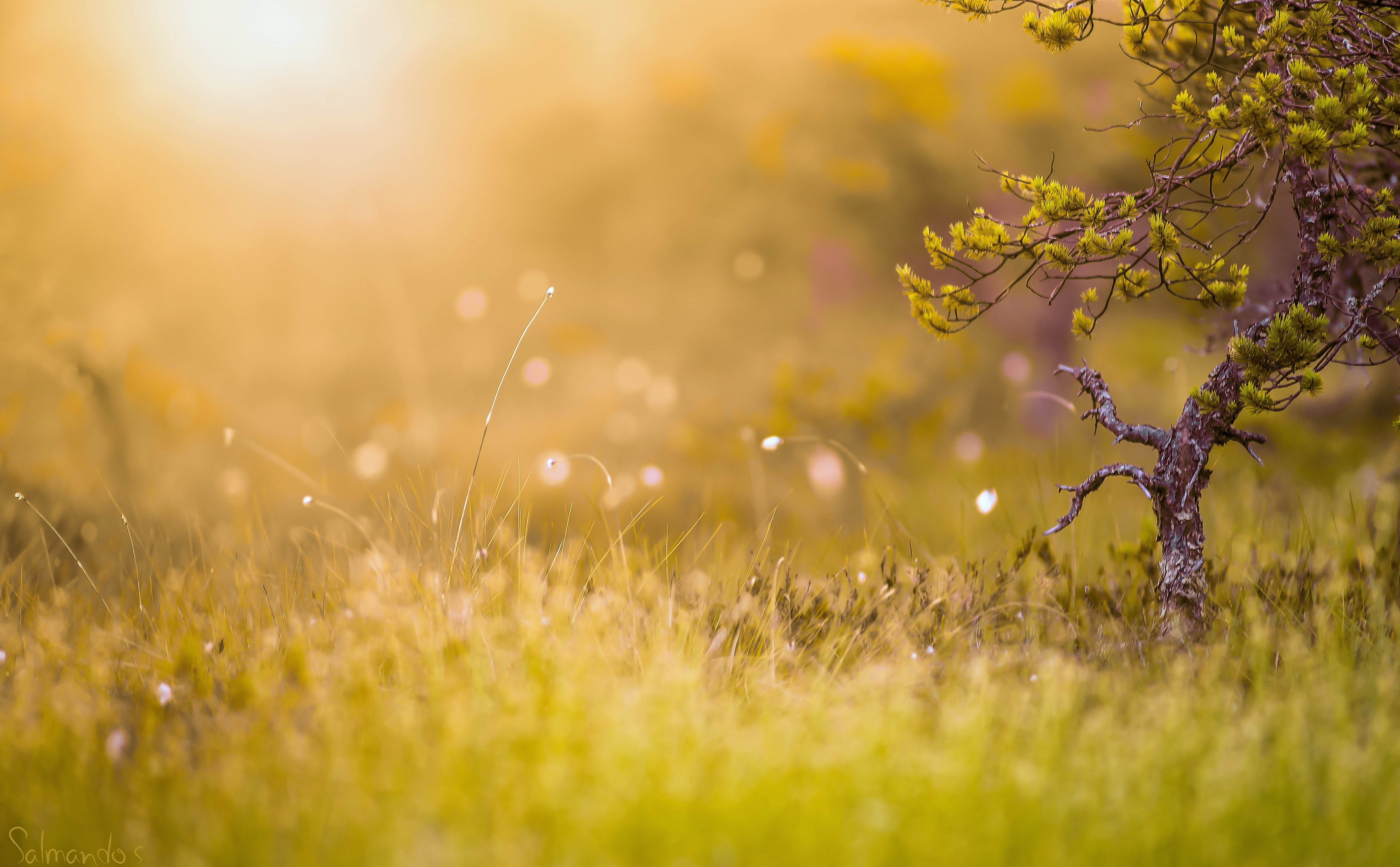 Nature, sun, 5K, freshness, tranquil scene, Landscape, Finland, close-up, Morning, valkmusa, beauty in nature, Southern, tranquility, Sunrise, selective focus, HD Wallpaper