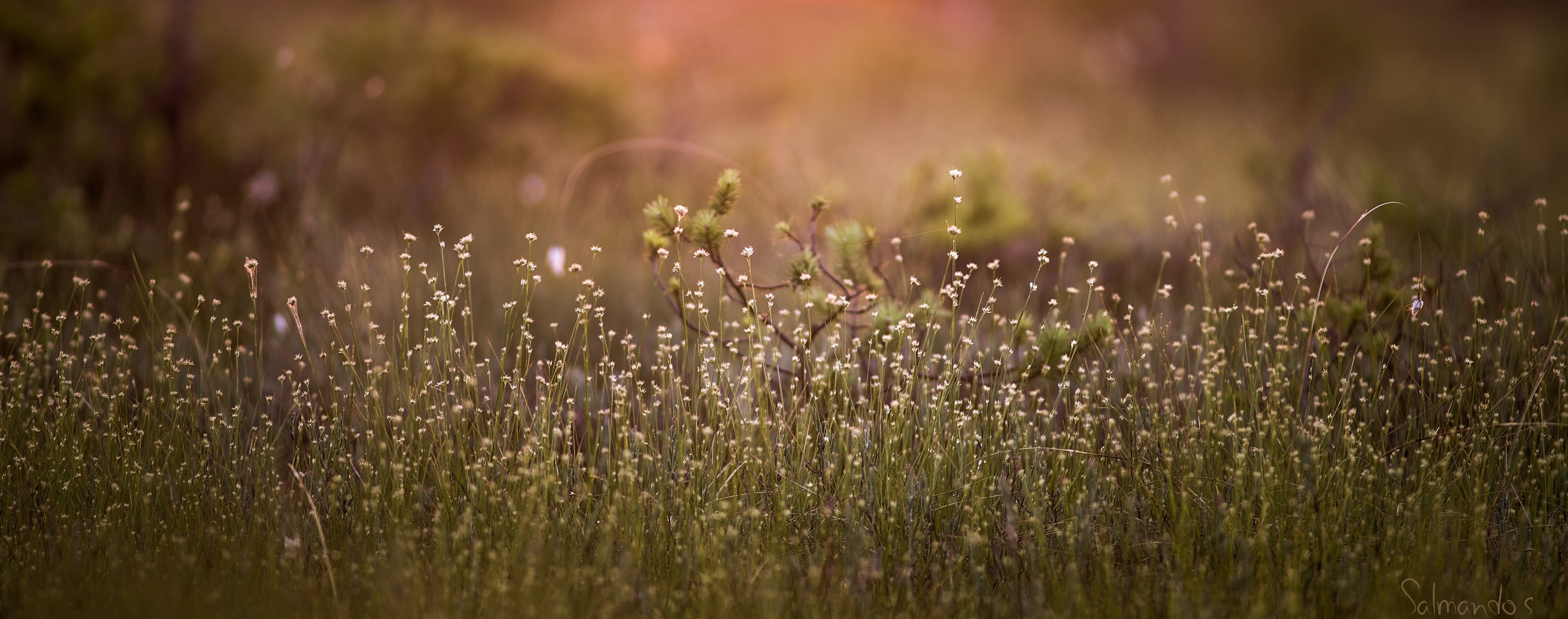 leafed, drop, backgrounds, outdoors, Southern, environment, valkmusa, flower, rain, plant, Finland, wet, field, selective focus, plants, freshness, Swamp, HD Wallpaper