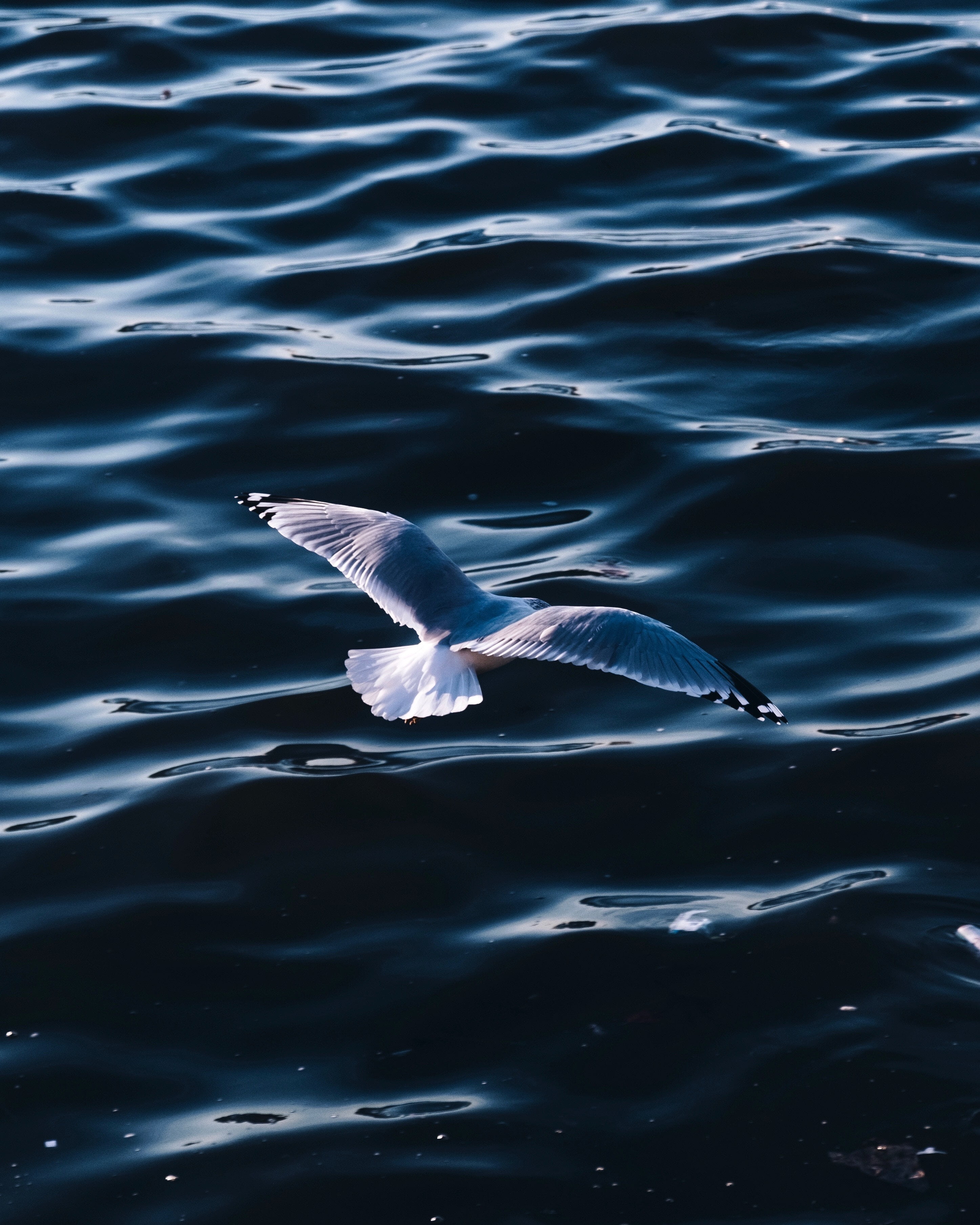 animal themes, swimming, gull, waterfront, wings, nature, lake, bird, seagull, water, high angle view, herring, sea, flying, outdoors, animal, day, vertebrate, Phone HD Wallpaper