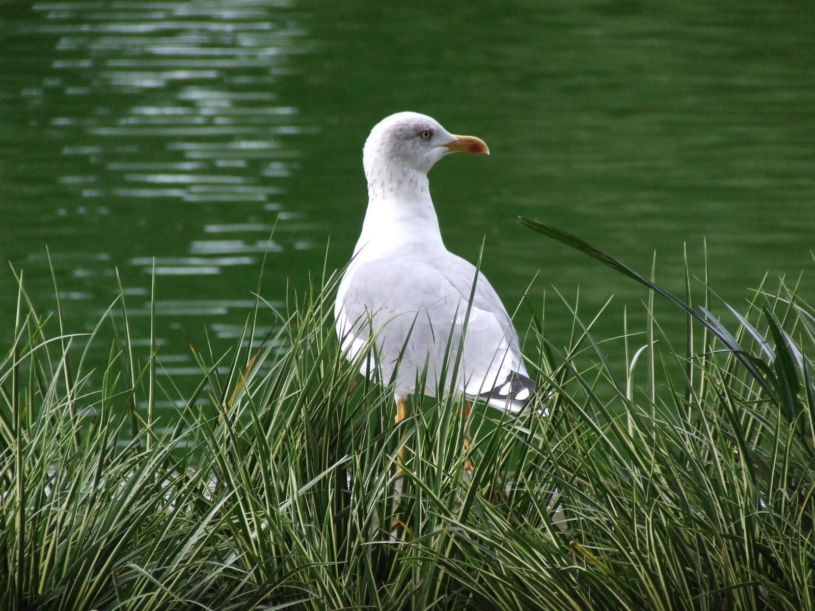birds, 720P, grass, water, gull, untitled, animals, green, hd, seagull, HD Wallpaper