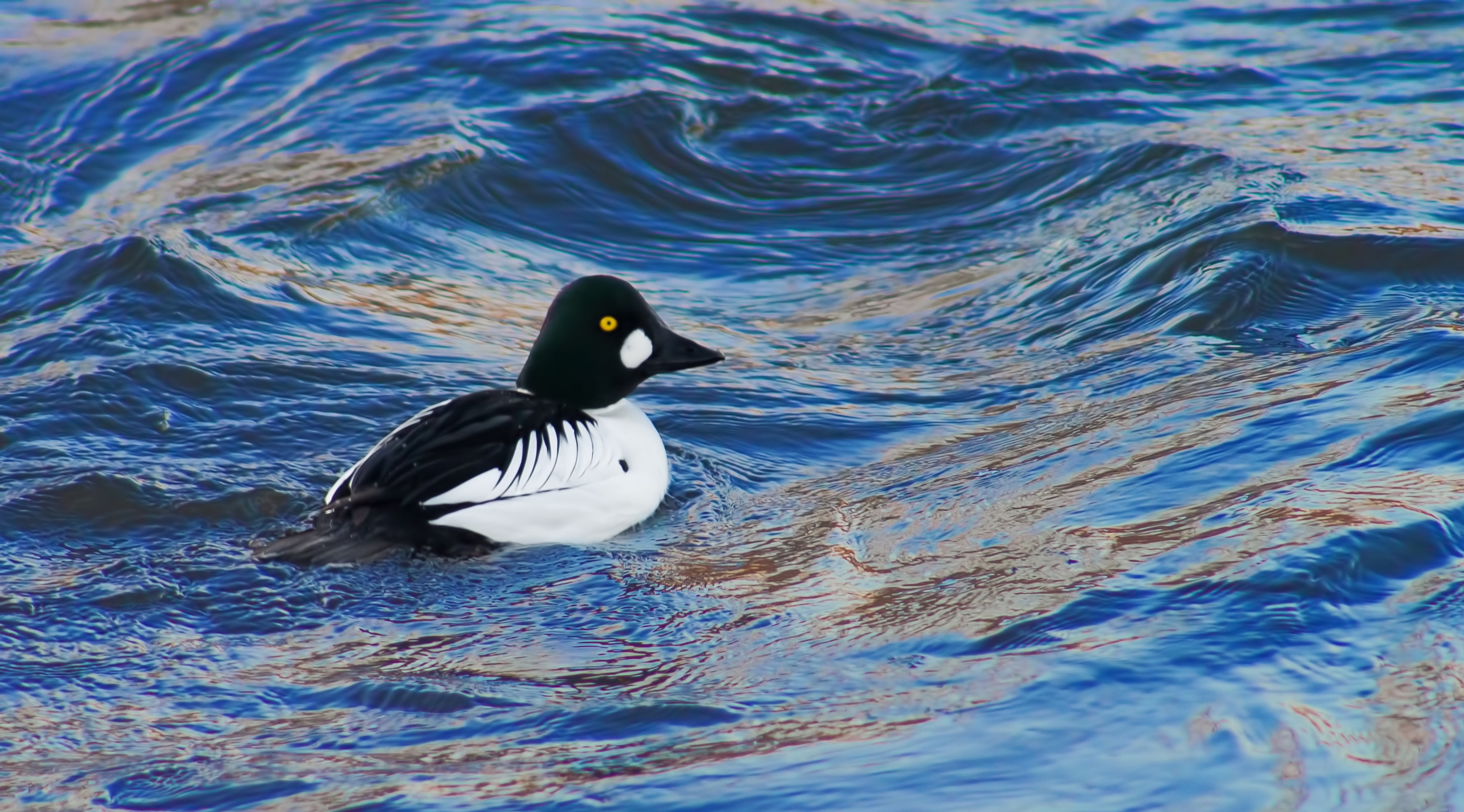 bird, telkka, Animals, 2K, Birds, poultry, nature, freshwater bird, high angle view, animal themes, waterfront, animal wildlife, duck, Common Goldeneye, HD Wallpaper