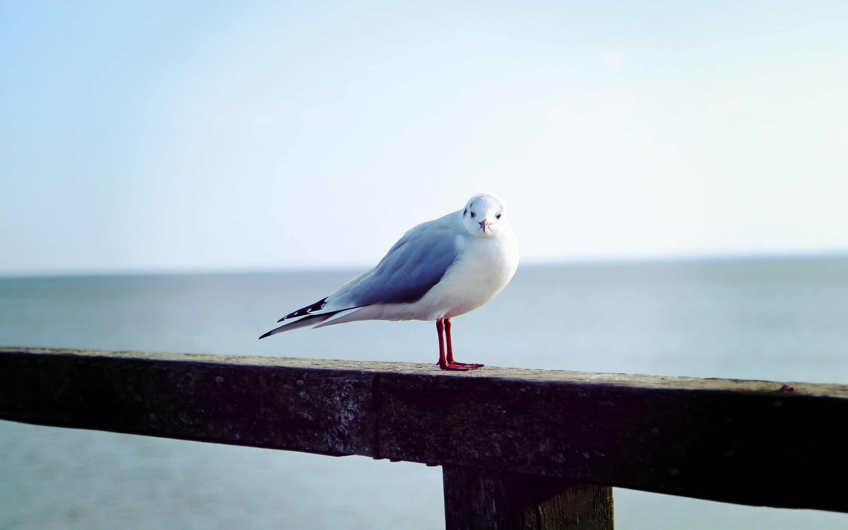 seagull, bird, 2K, animal, HD Wallpaper