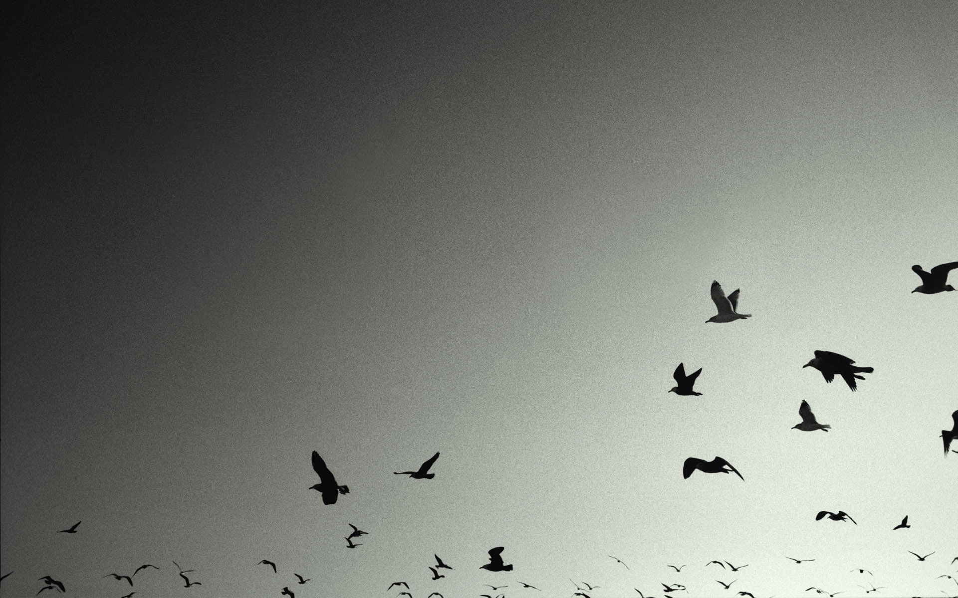 flight, hd, black, birds, 1080P, seagulls, bw, animals, seagull, bird, HD Wallpaper