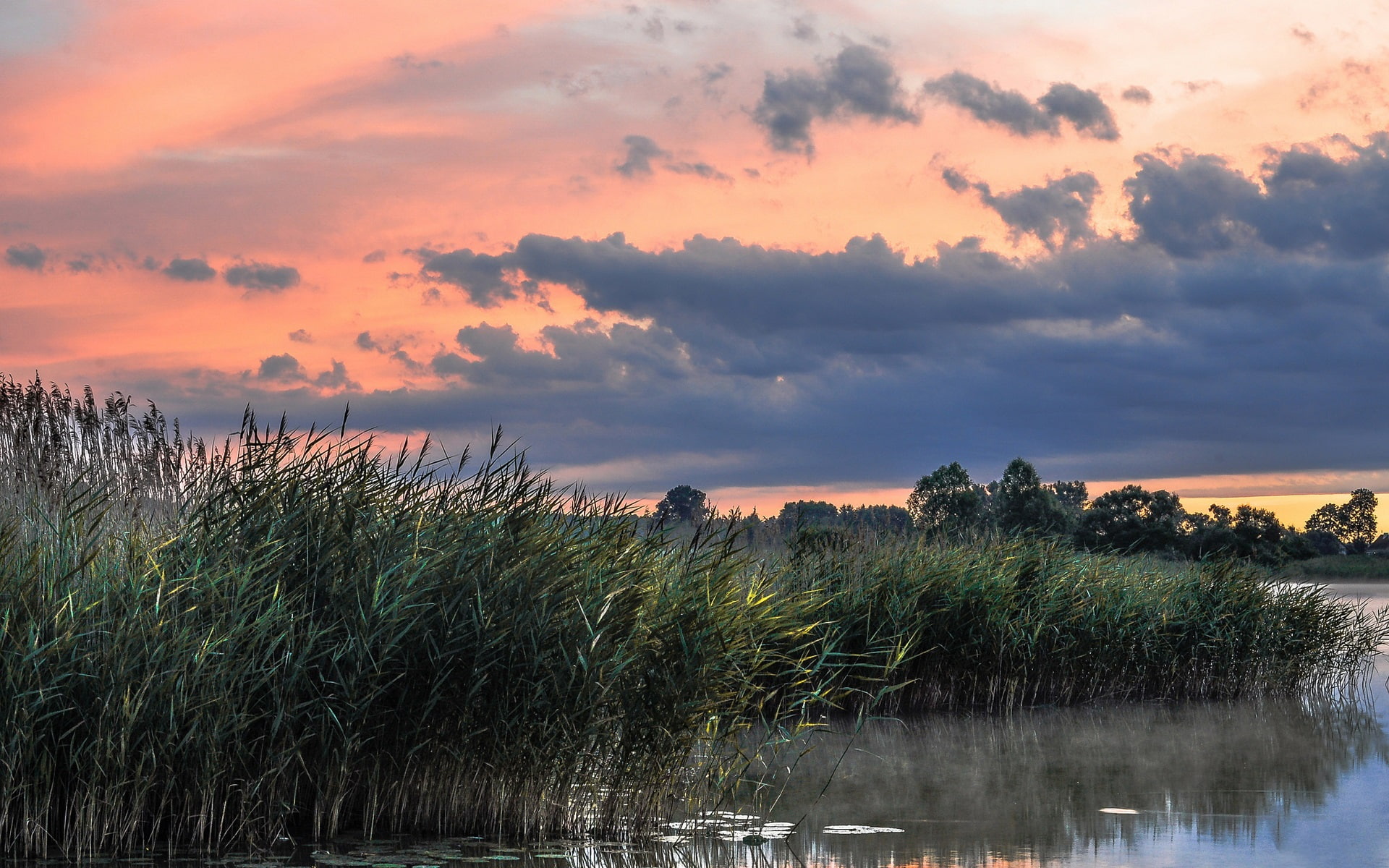 Lake, Summer, Morning, Nature, Reeds, 1080P, Scenery, HD Wallpaper