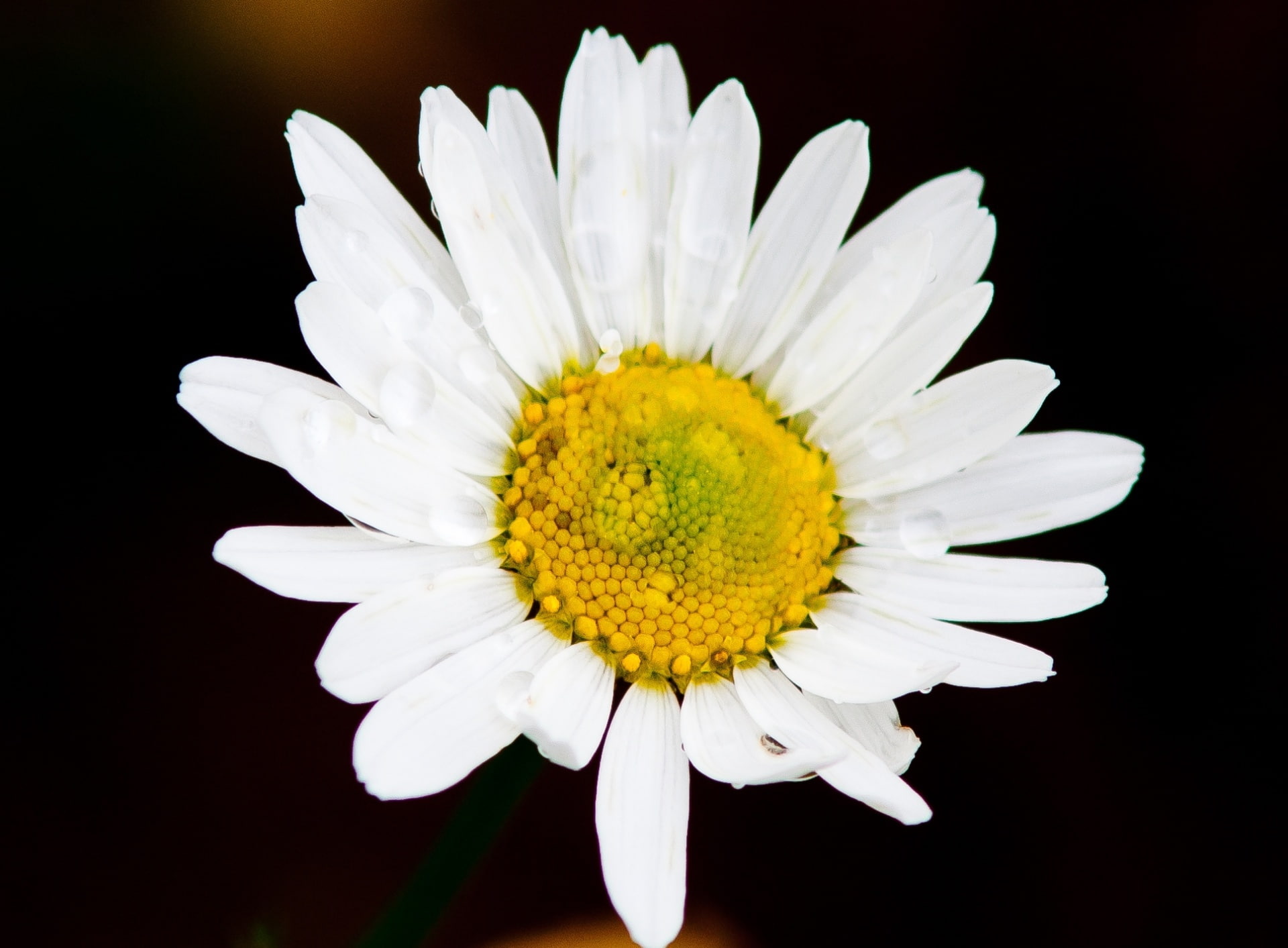 petal, kotka, pollen, fragility, freshness, black background, flowering plant, Flowers, Nature, Daisy, growth, white color, studio shot, vulnerability, HD Wallpaper