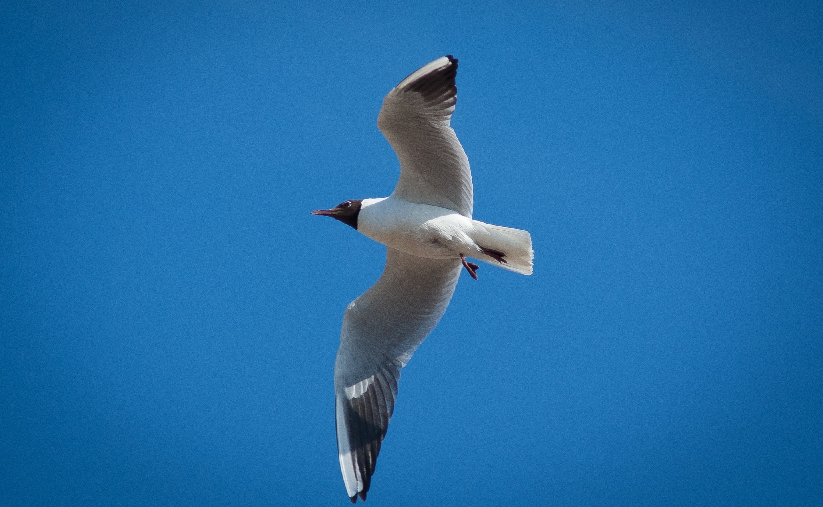 Bird, day, spread wings, animal, Birds, Seagull, white color, low angle view, lokki, animals in the wild, vertebrate, animal themes, kotka, Blue, 2K, mid-air, HD Wallpaper