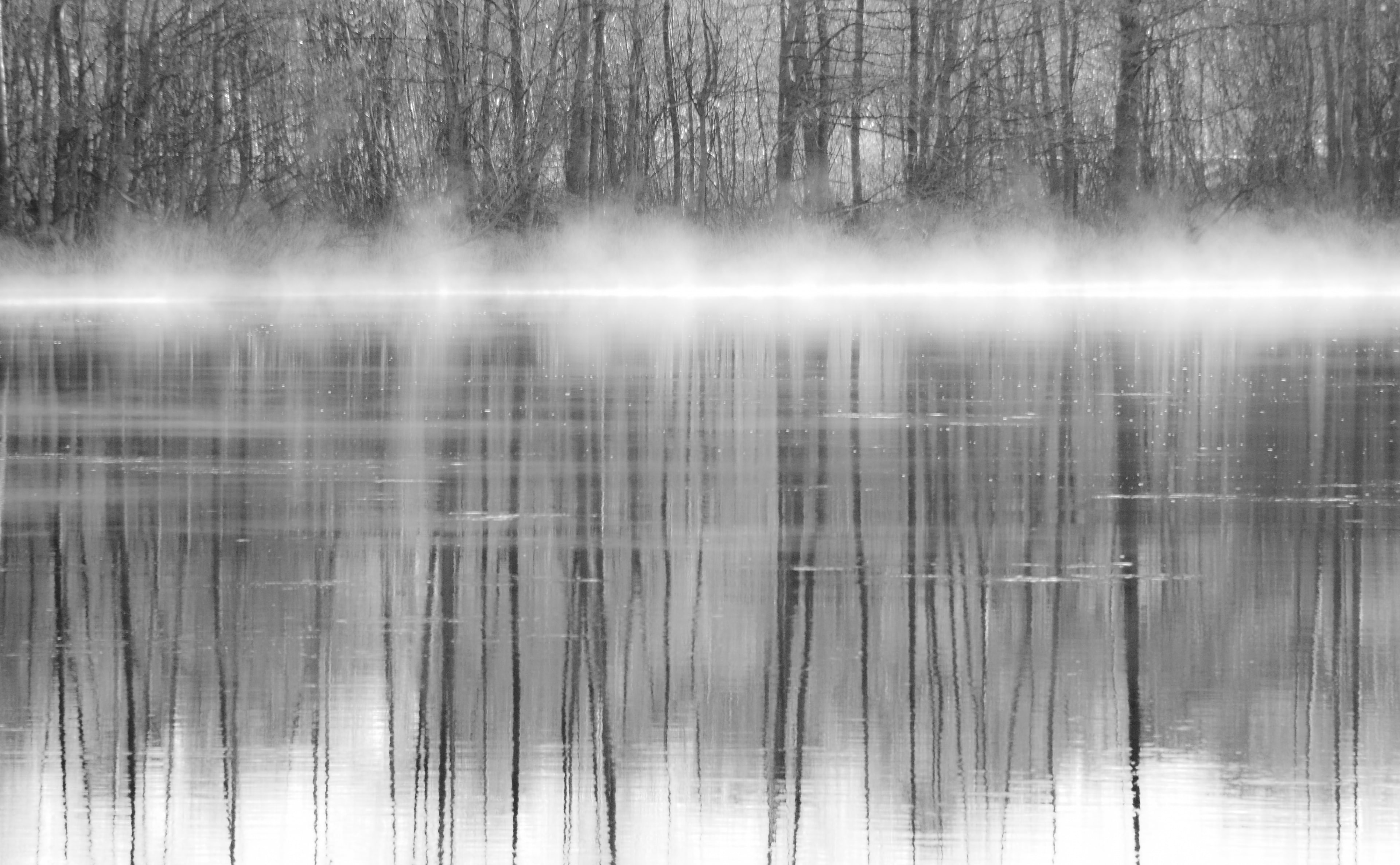 4K, Reflections, plant, non-urban scene, Black and White, Black, reflection, tree, scenics - nature, tranquility, woodland, land, fog, Water, hazy, tranquil scene, HD Wallpaper