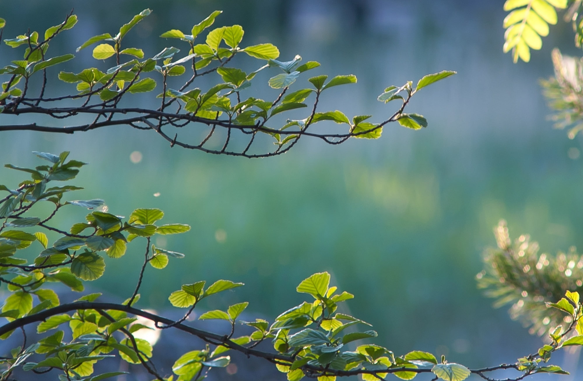 branch, Leaves, green color, freshness, Branches, day, vulnerability, fragility, kotka, beauty in nature, leafed, focus on foreground, plant part, plant, HD Wallpaper