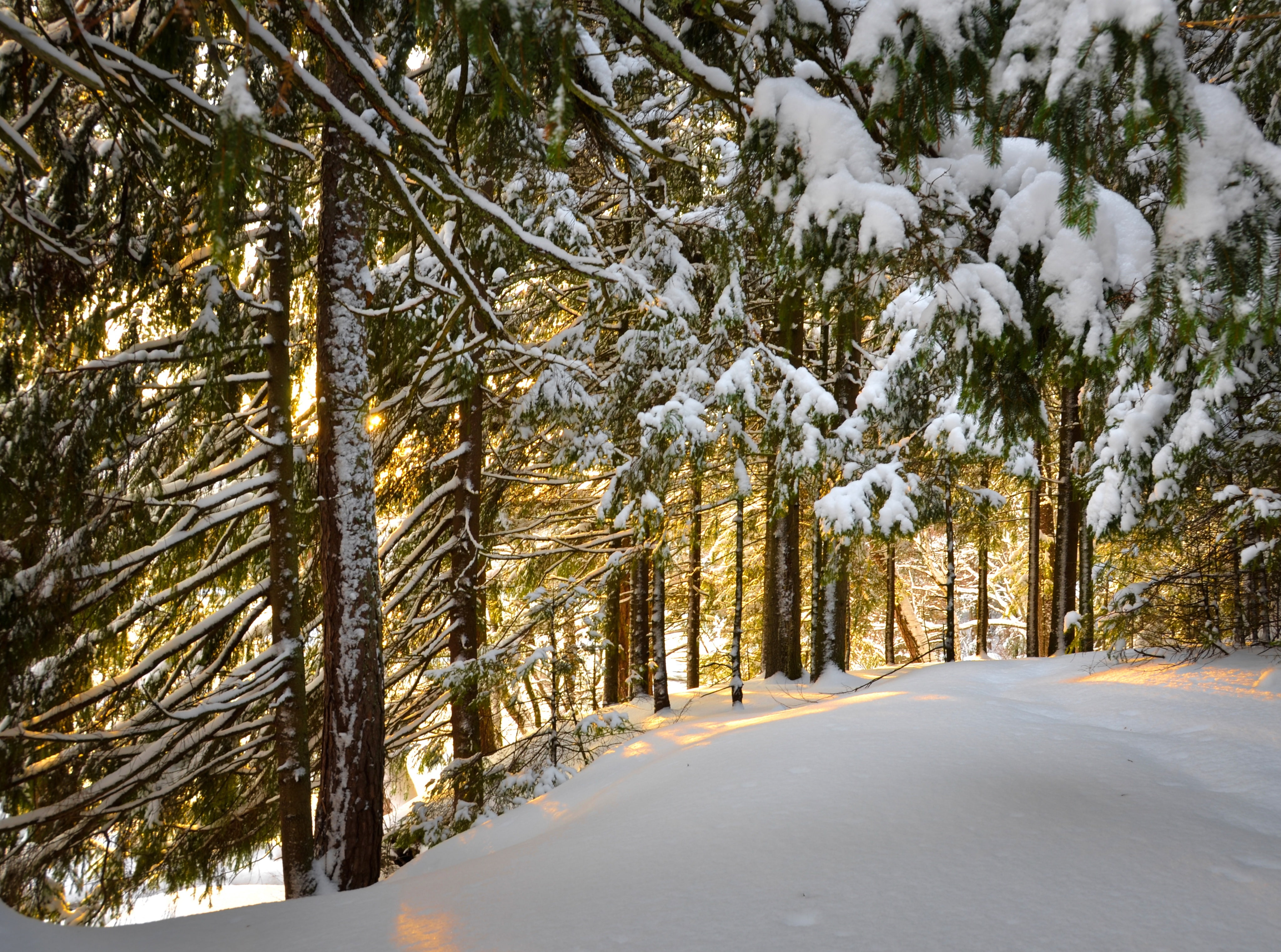 snowing, nature, Winter, tranquility, no people, tranquil scene, kotka, covering, Snow, growth, coniferous tree, beauty in nature, yellowlight, Spruces, HD Wallpaper