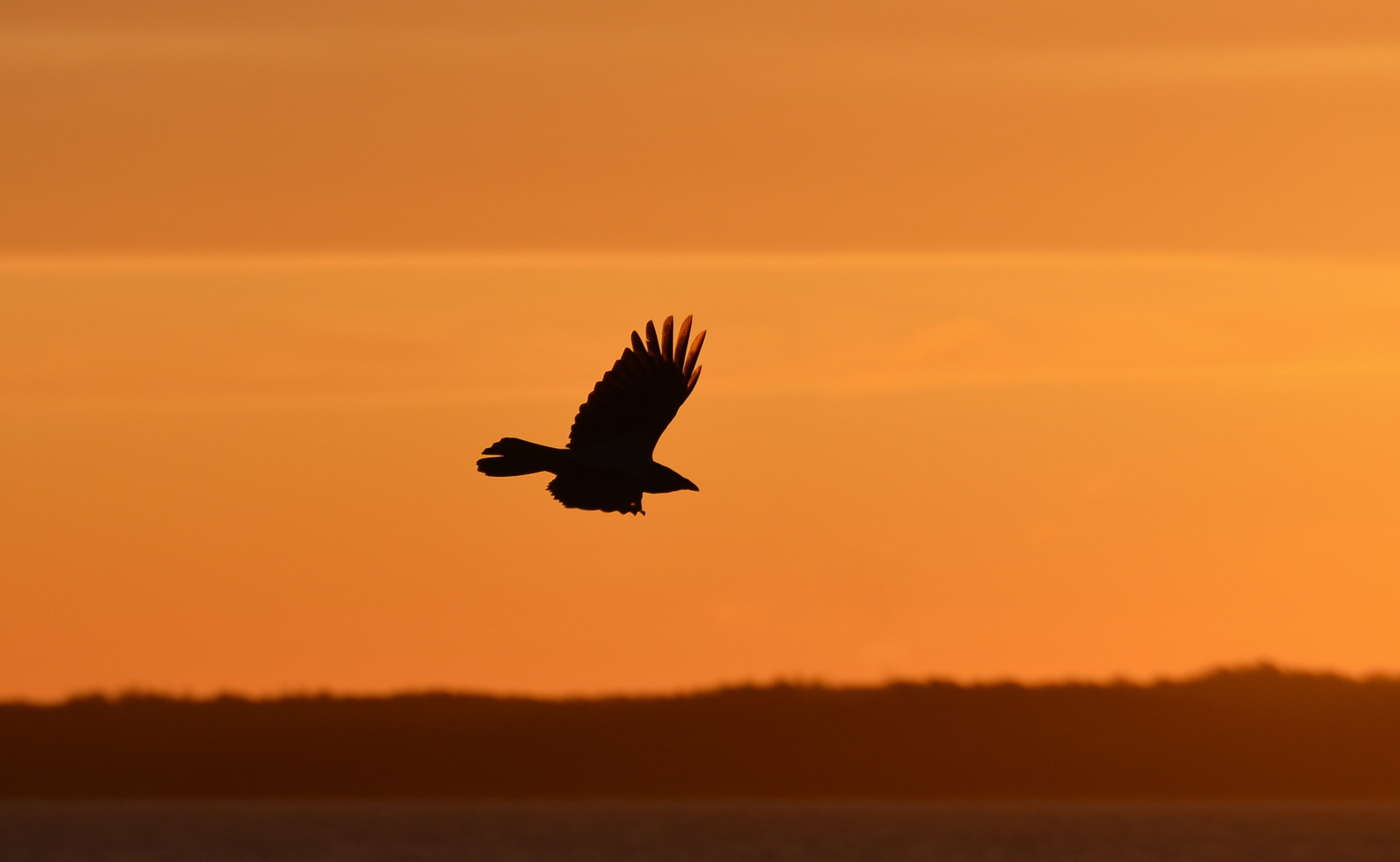 spread wings, Orange, 2K, Flying, Sunset, beauty in nature, no people, Eagle, kotka, tranquil scene, orange color, scenics - nature, animal wildlife, animals in the wild, HD Wallpaper