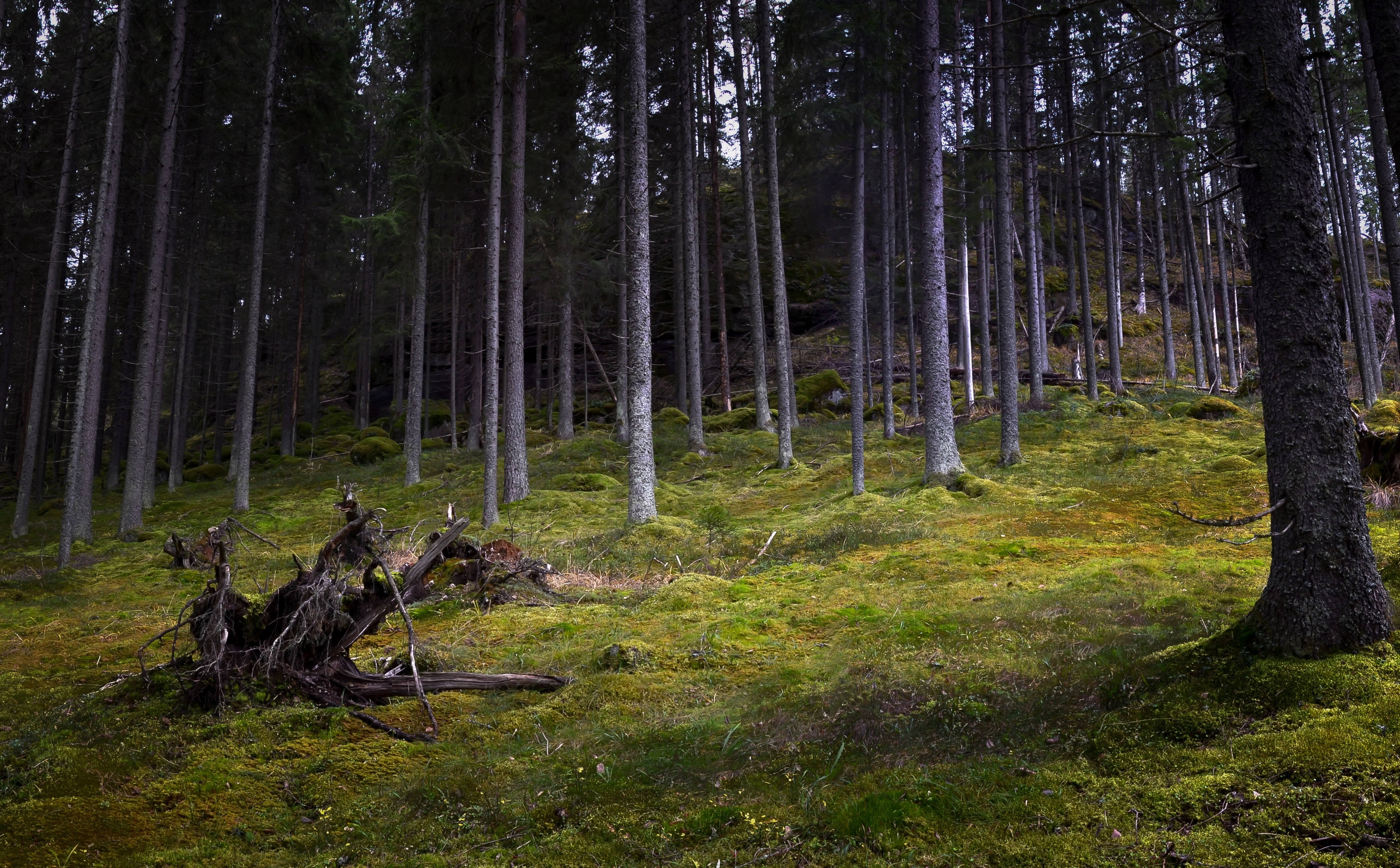 bark, outdoors, day, kotka, tree, beauty in nature, Moss, Forest, grass, coniferous tree, non-urban scene, green color, 5K, tranquility, field, tranquil scene, HD Wallpaper