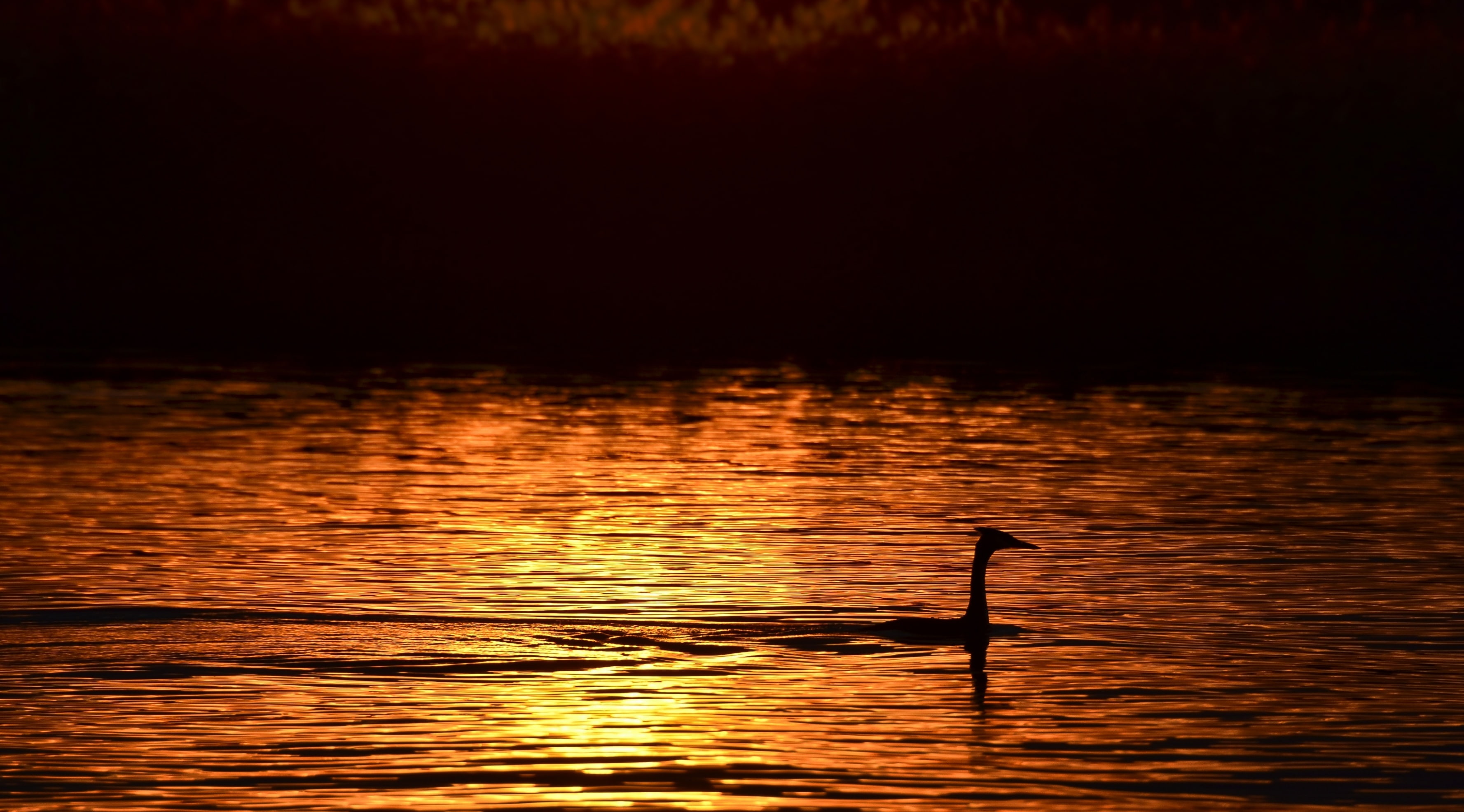 2K, crested, tranquil scene, vertebrate, beauty in nature, Bird, one animal, Nature, Orange, rippled, grebe, Golden, Evening, water, Sunset, Silkkiuikku, HD Wallpaper