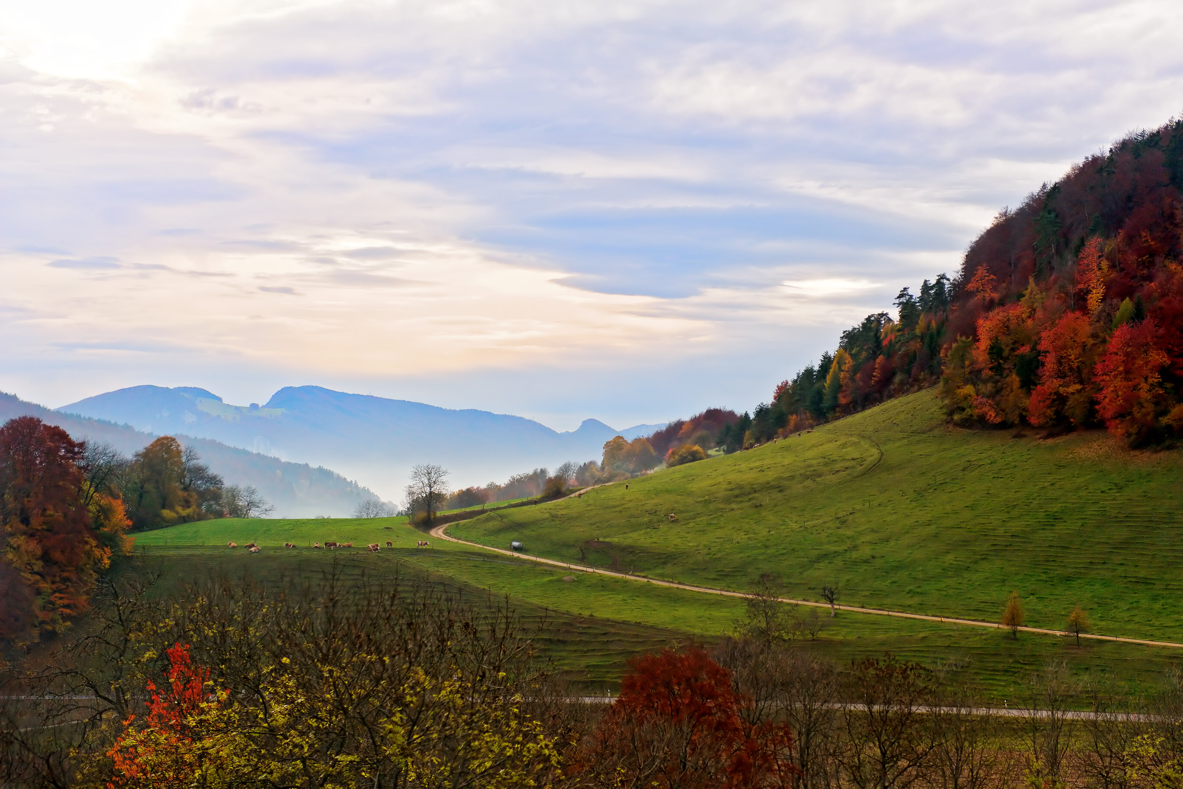 mountains, hills, trees, 4K, grass field, green, forest, rural Scene, fog, beauty In Nature, red, mountain, switzerland, outdoors, basel land, nikon  d700, HD Wallpaper