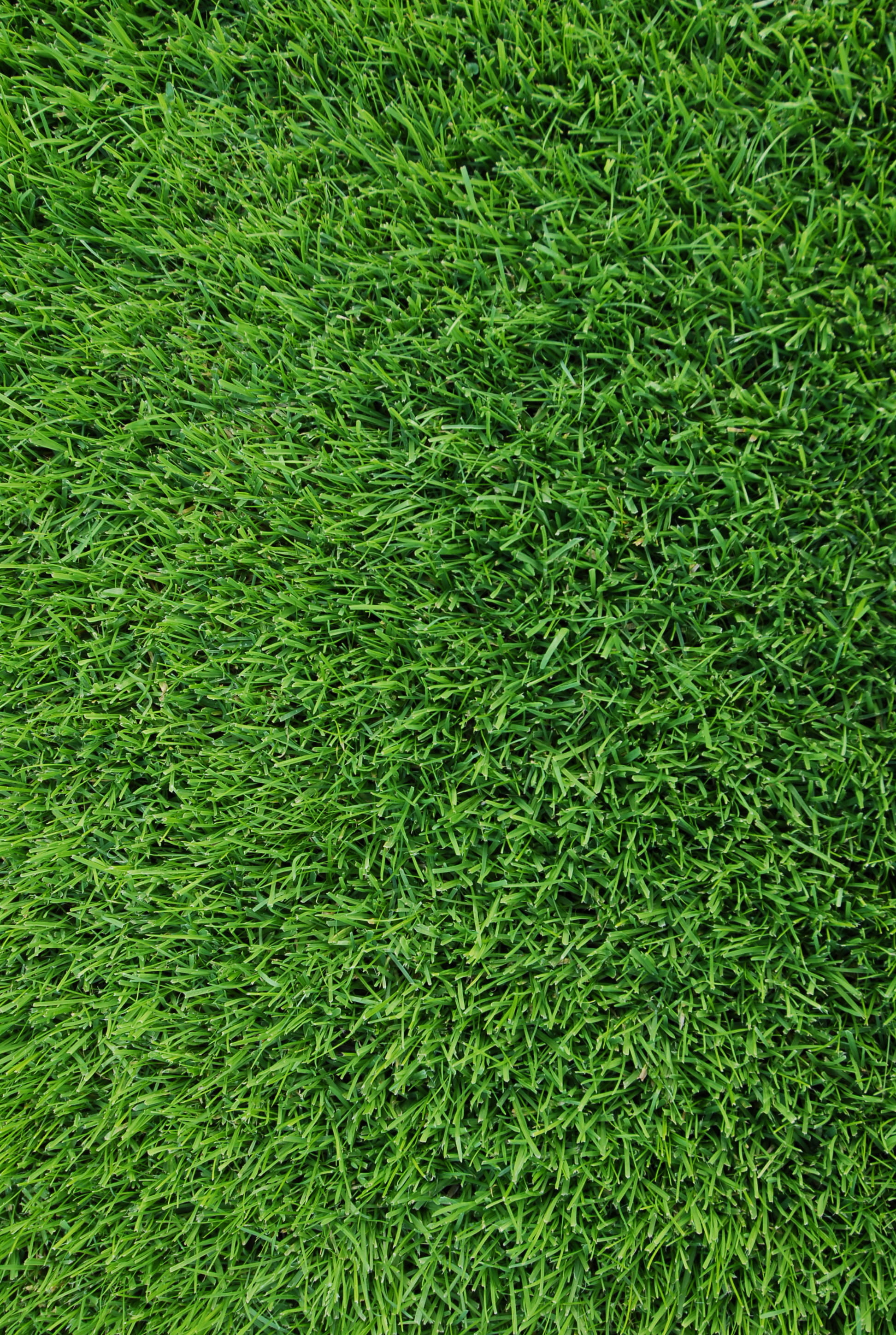 norway, landscape, nature, lush foliage, grass, field, 2K, plant, turf, mariero stasjon, full frame, high angle view, green color, growth, tranquility, Phone HD Wallpaper